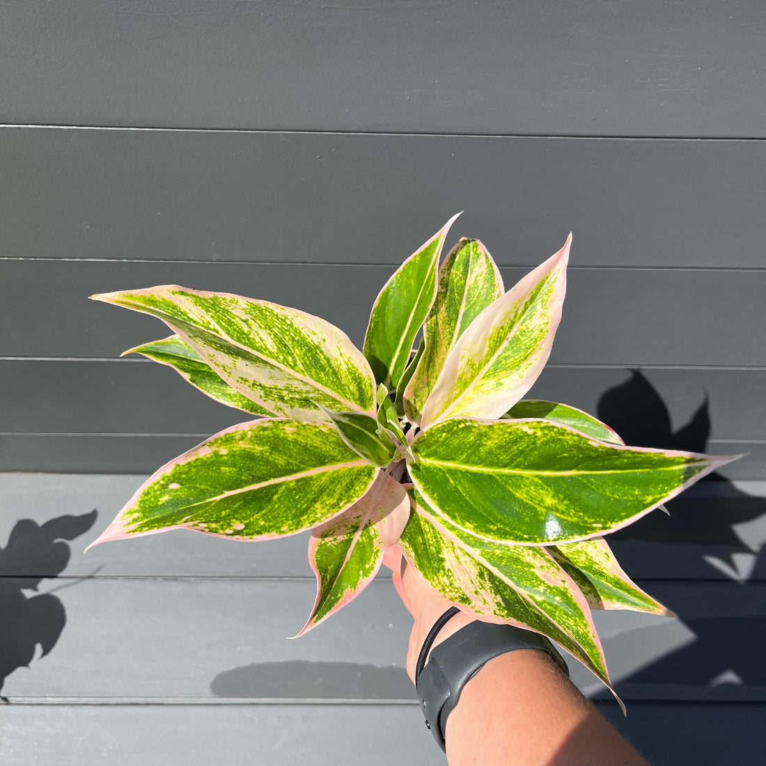 Lipstick Pink Aglaonema