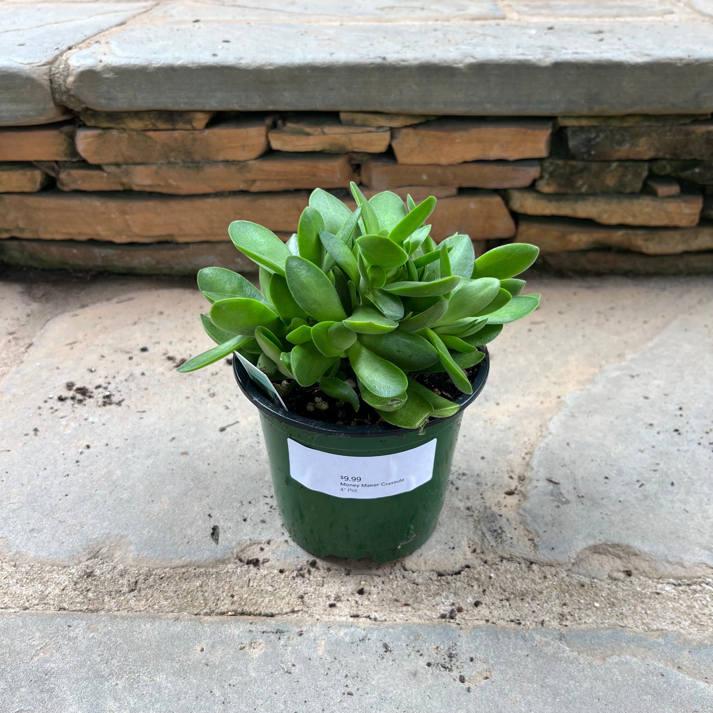 money maker plant care Money Maker Crassula – Lichtenfelt's