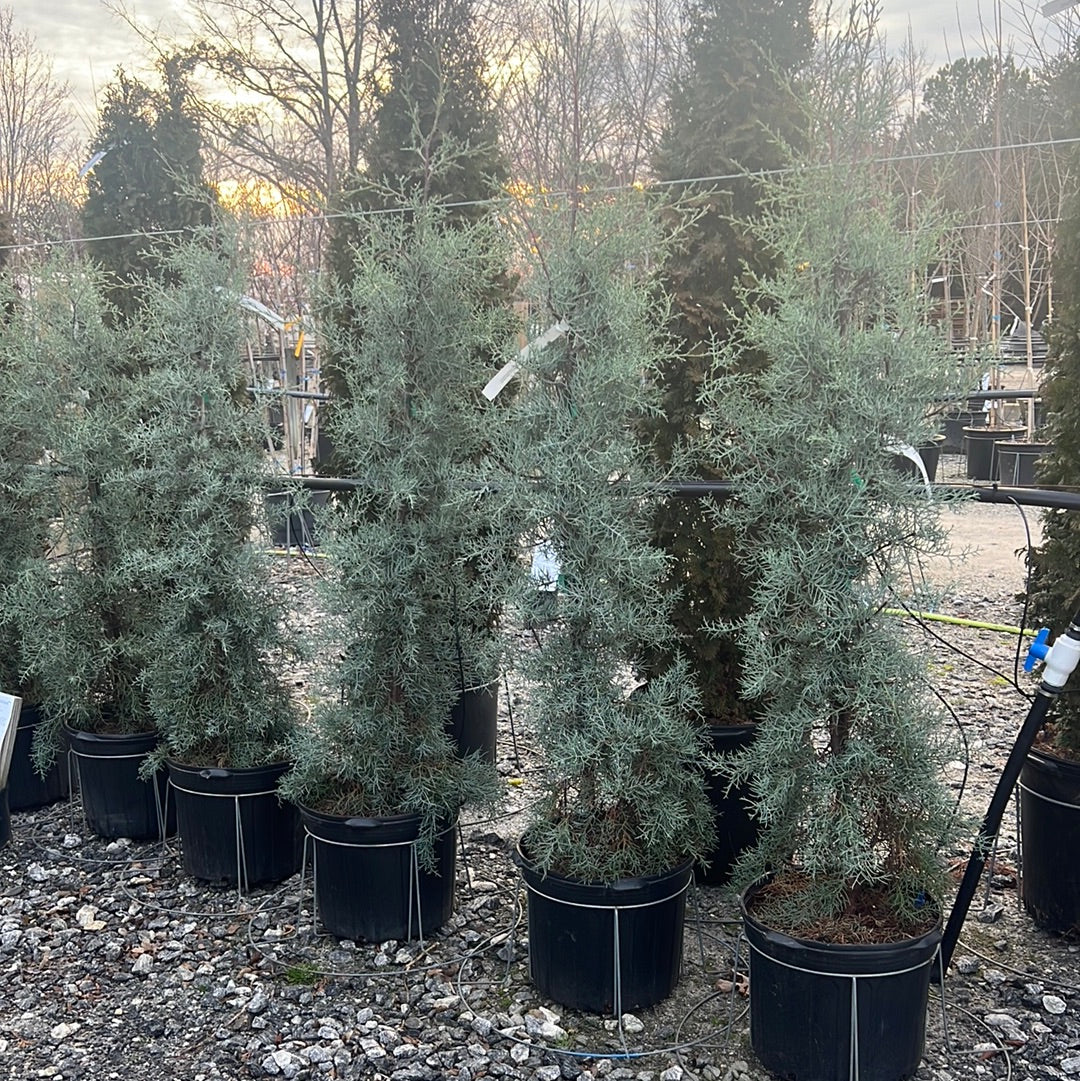 Blue Steel Arizona Cypress 7 Gal