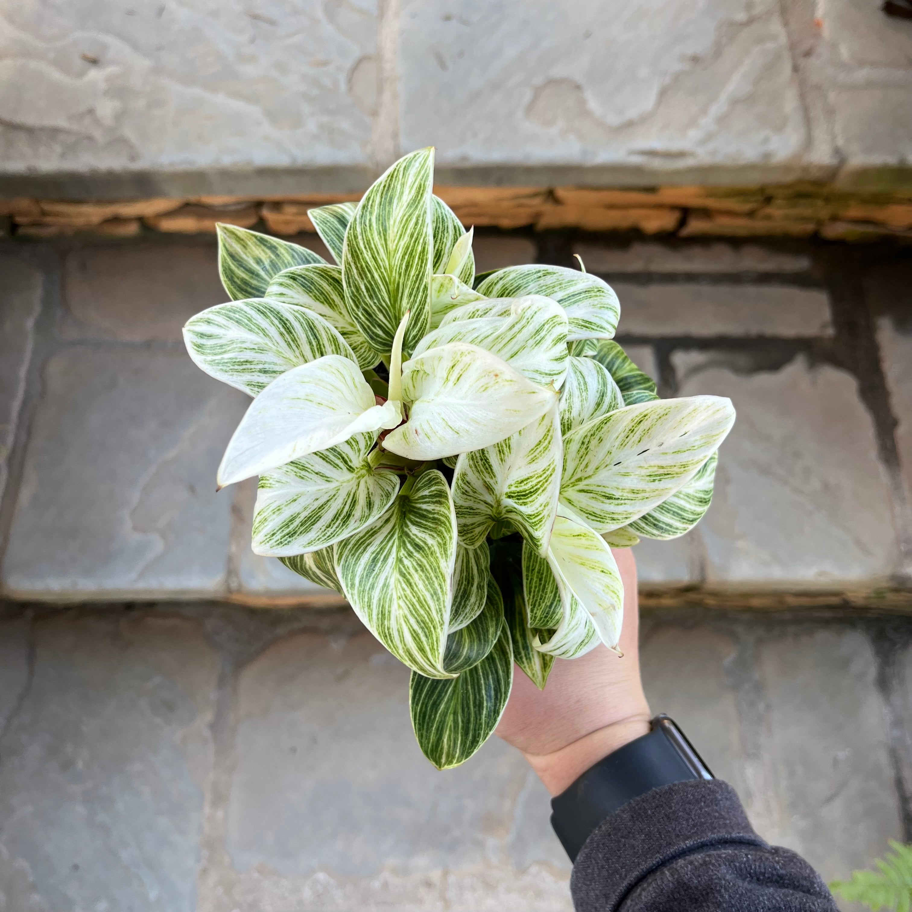 philodendron birkin variegation Philodendron Birkin (High Variegation) – Lichtenfelt's