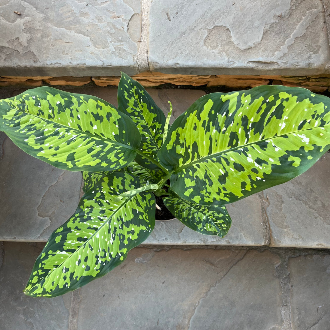 Ocelot Dieffenbachia