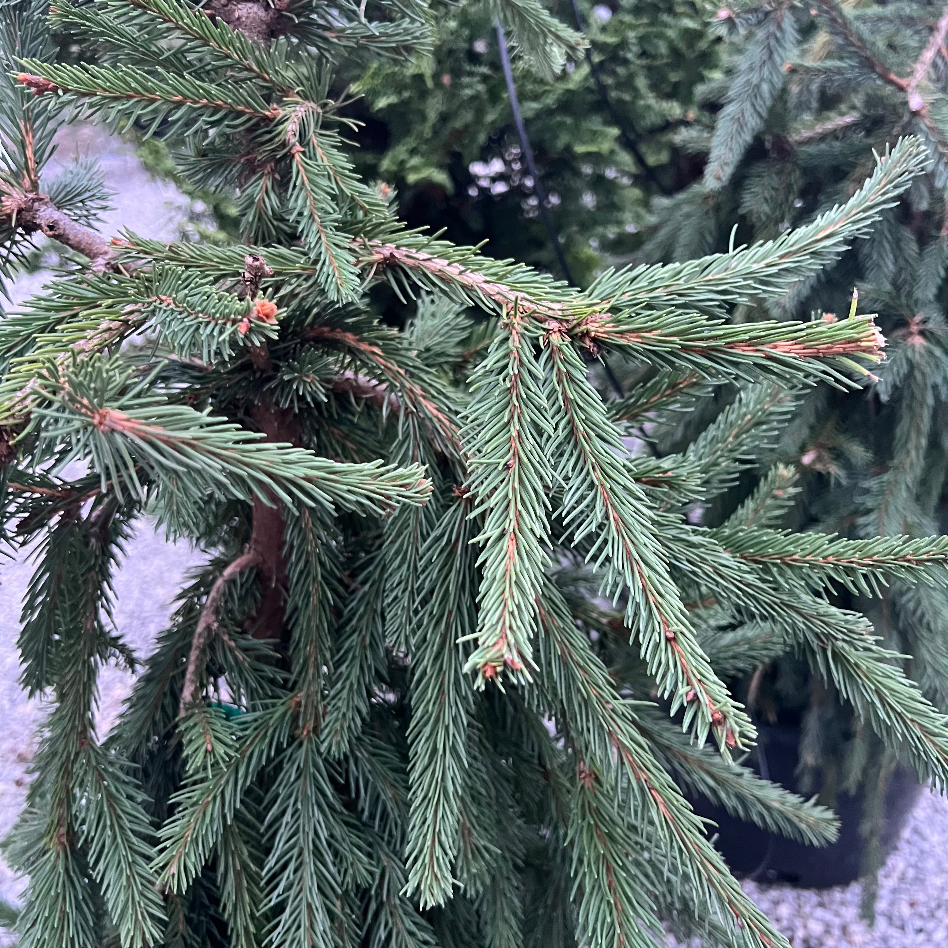 Frohburg Norway Spruce