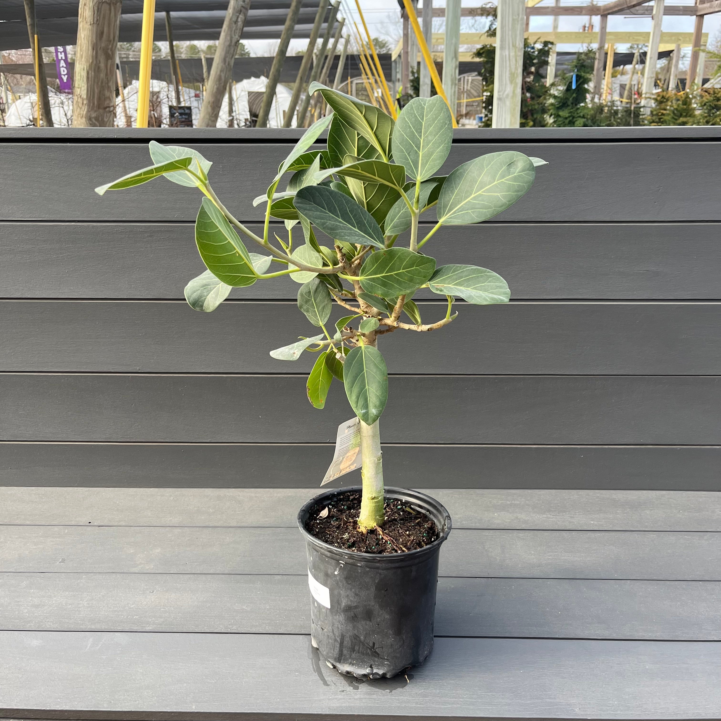 ficus audrey leaf Ficus Audrey – Lichtenfelt's
