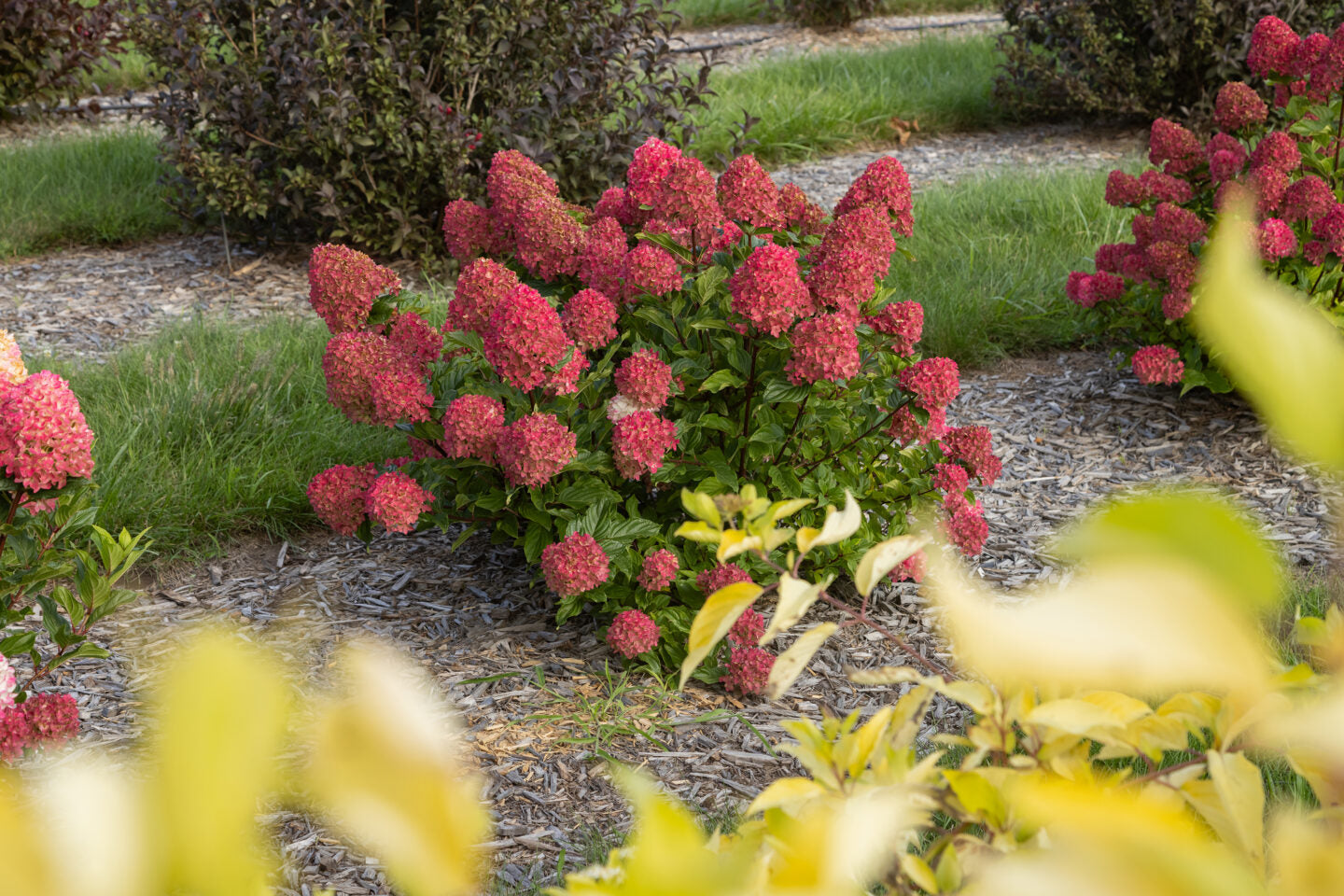 hydrangea paniculata planting Spring Sizzle Hydrangea – Lichtenfelt's