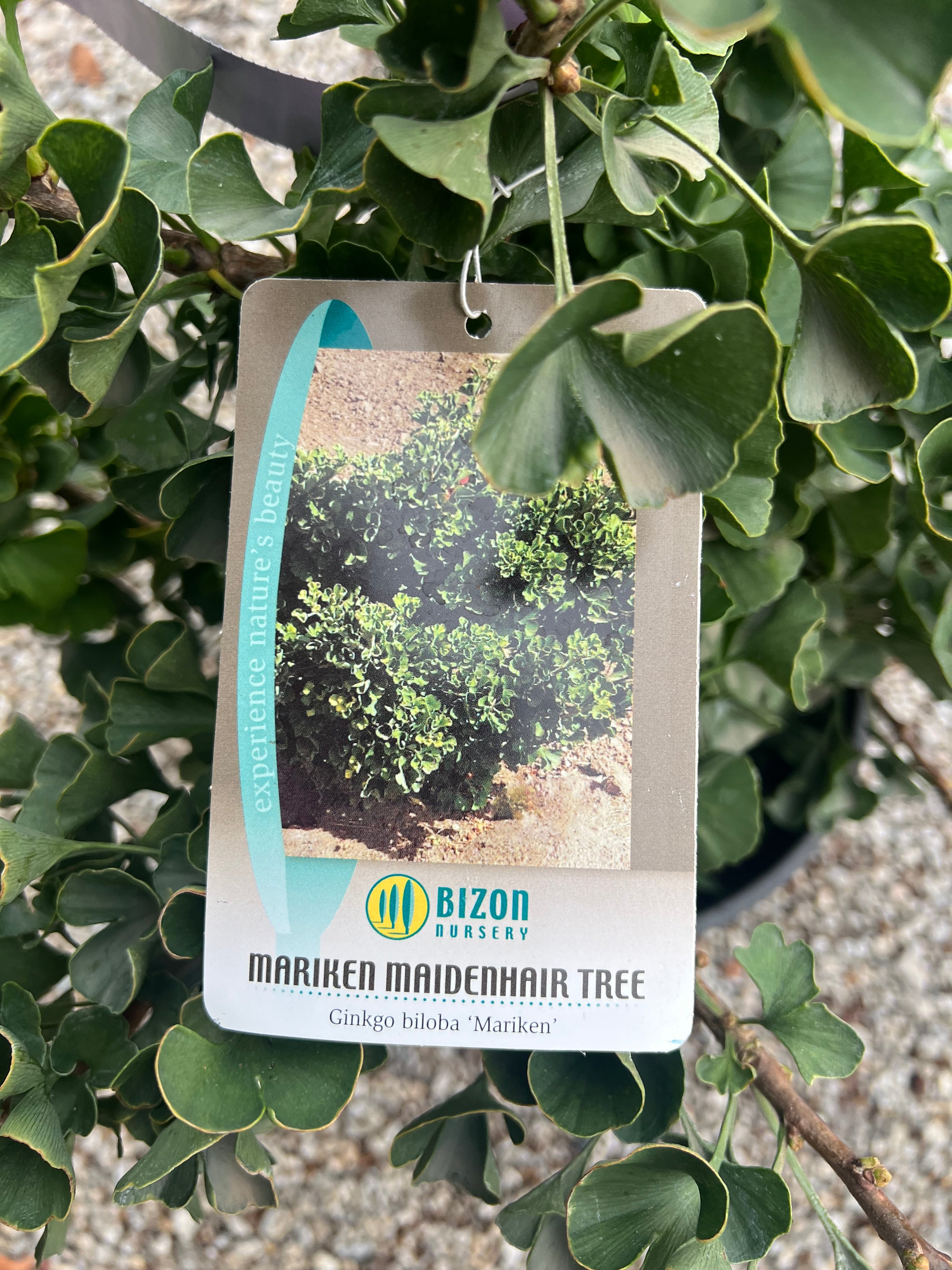 Mariken Ginkgo