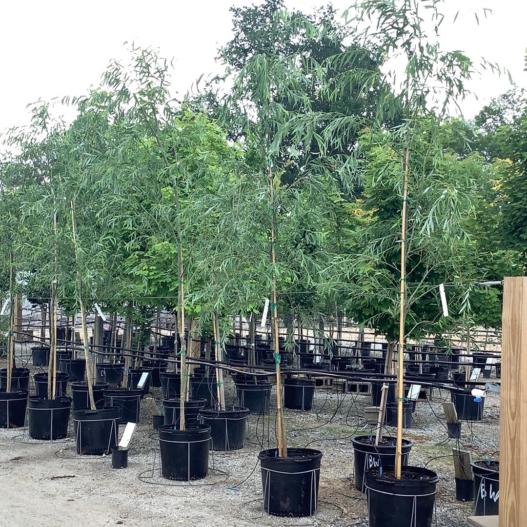 willow tree house plant Weeping Willow – Lichtenfelt's