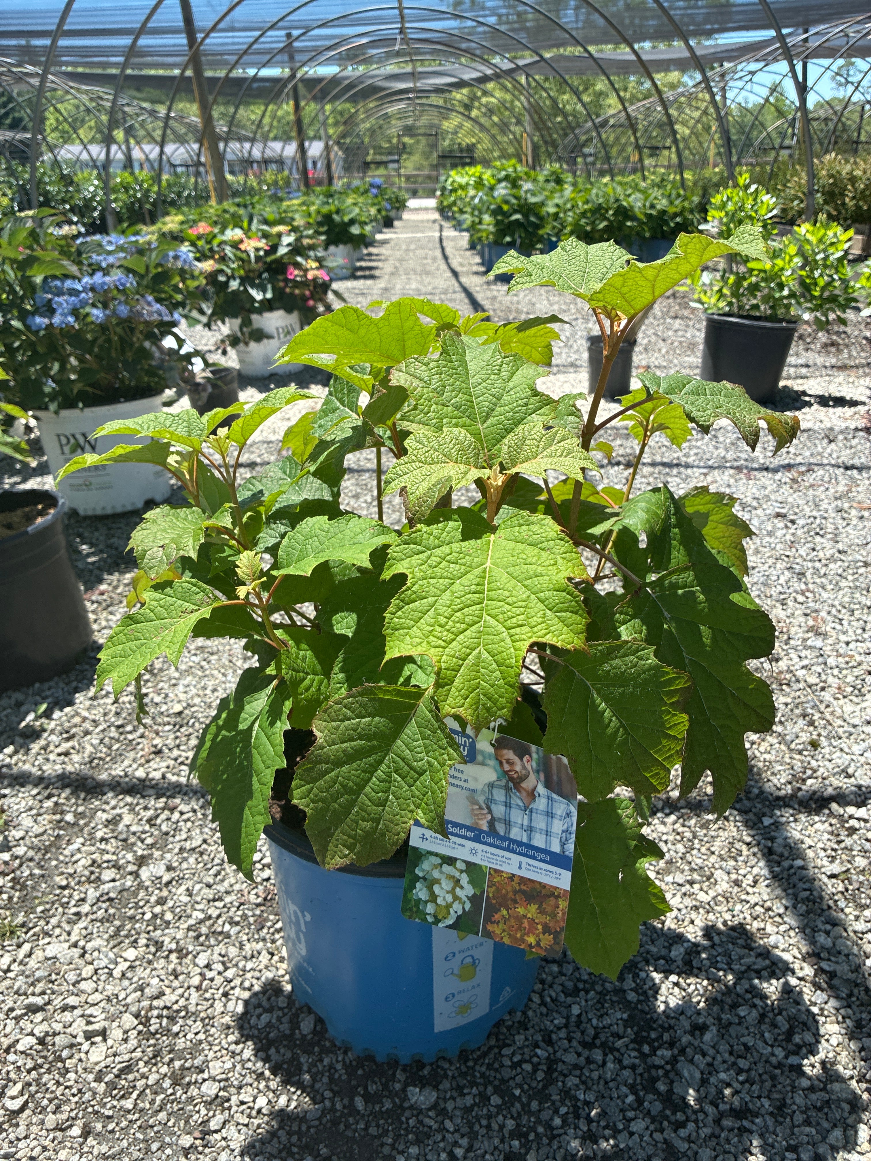 Toy Soldier Oakleaf Hydrangea