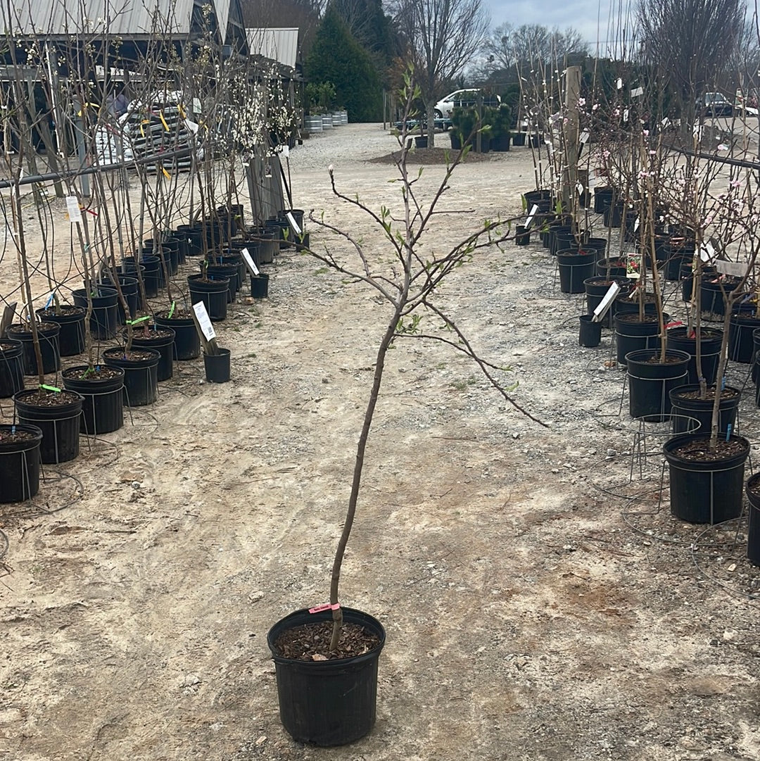Butte Almond 5 Gal
