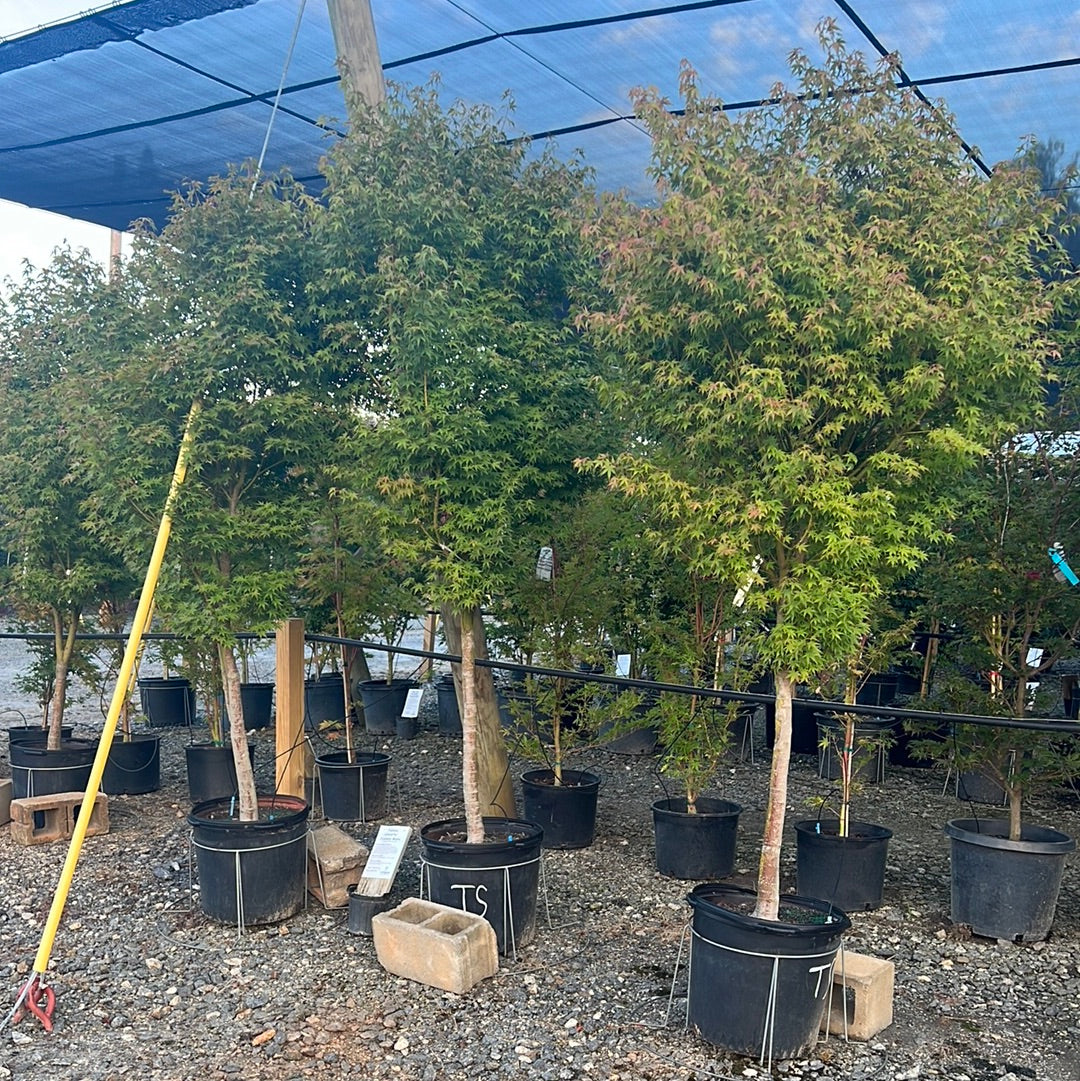 Tsukasa Silhouette Japanese Maple