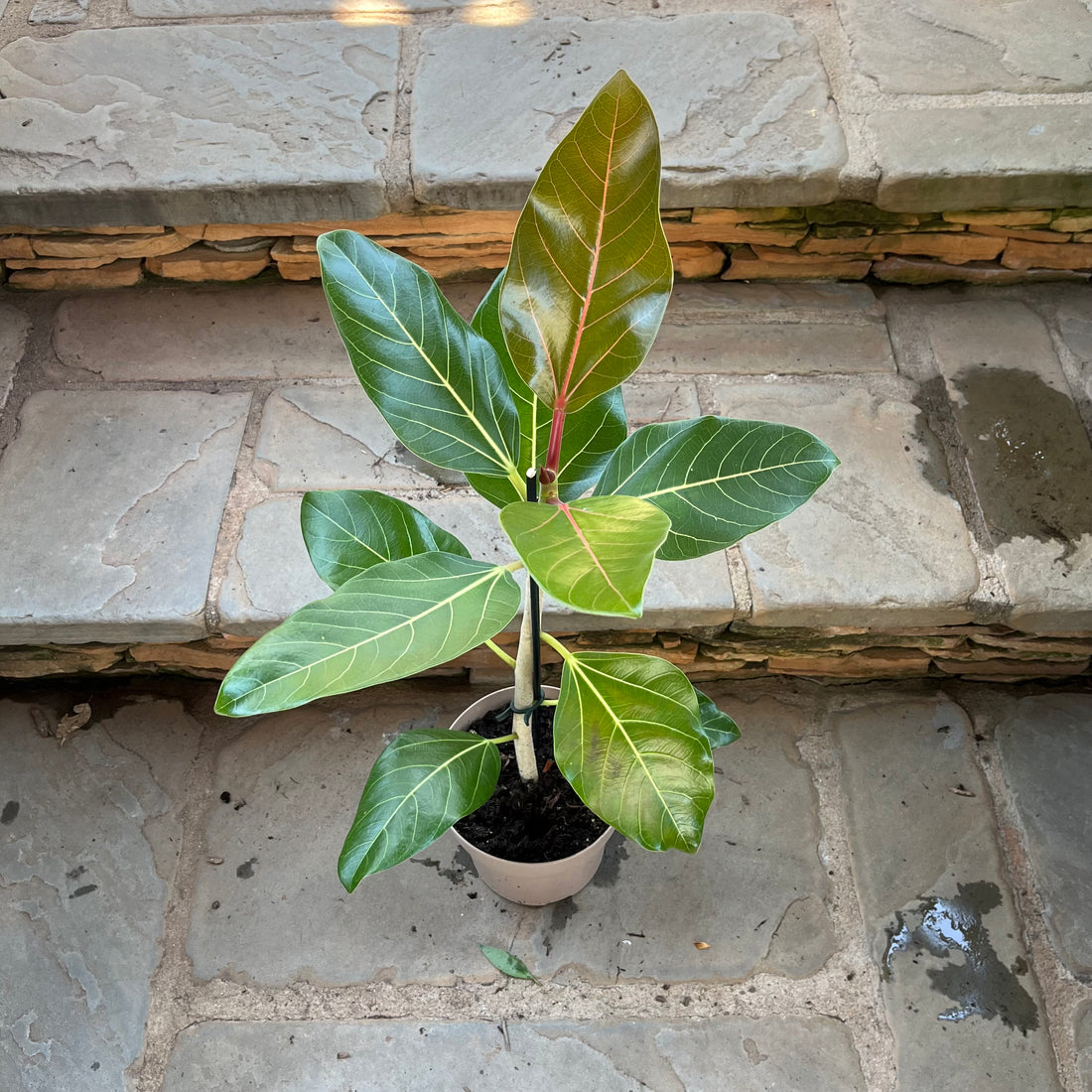 Happiness Ficus