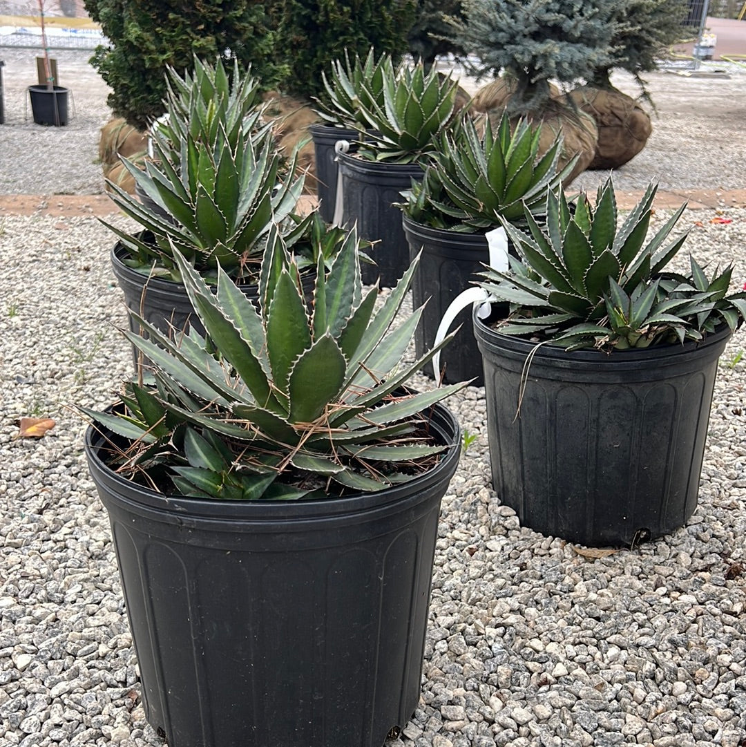 Splendida Agave 3 Gal