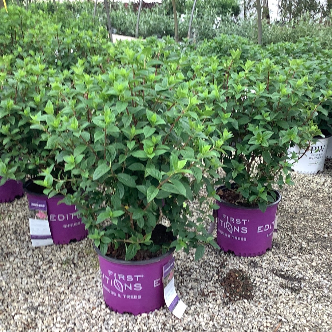 Strawberry Sundae Hydrangea 2&3 Gal