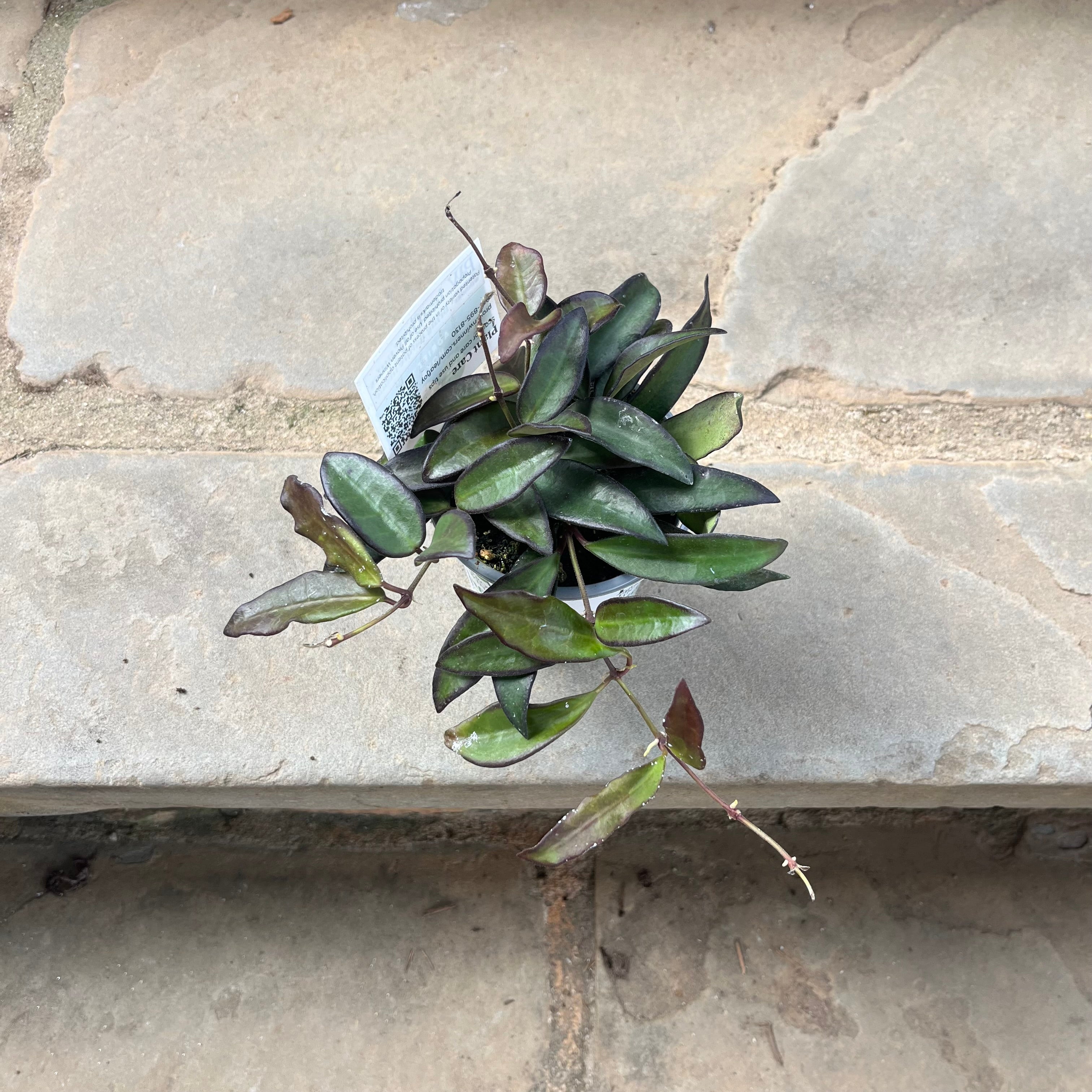 Hoya Rosita