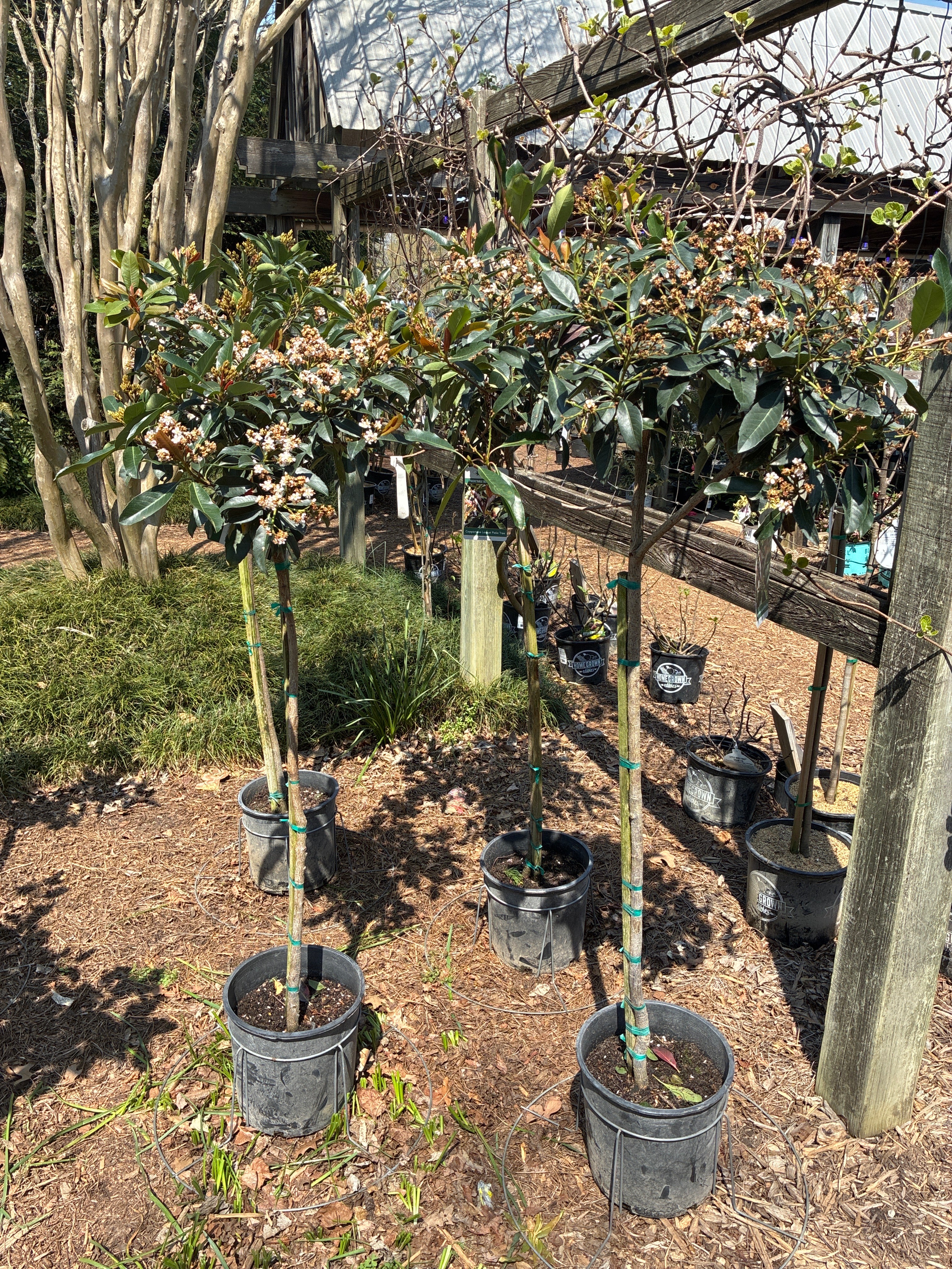 Coppertone Loquat – Lichtenfelt's