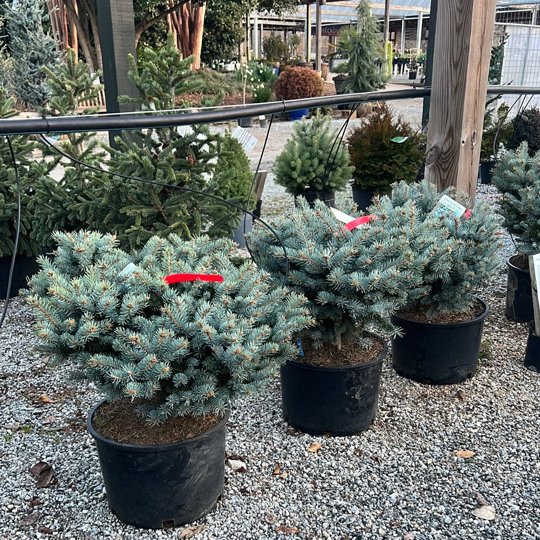 Globosa Blue Spruce
