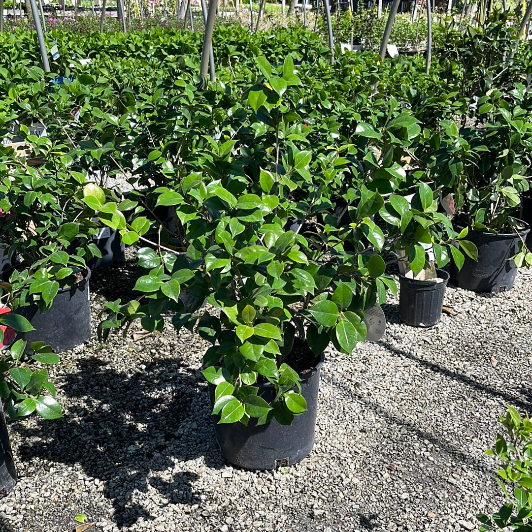 Professor Sargent Camellia