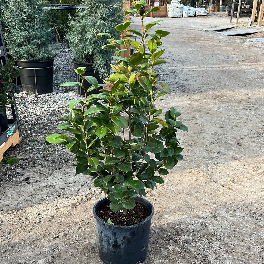 Ack-Scent Camellia