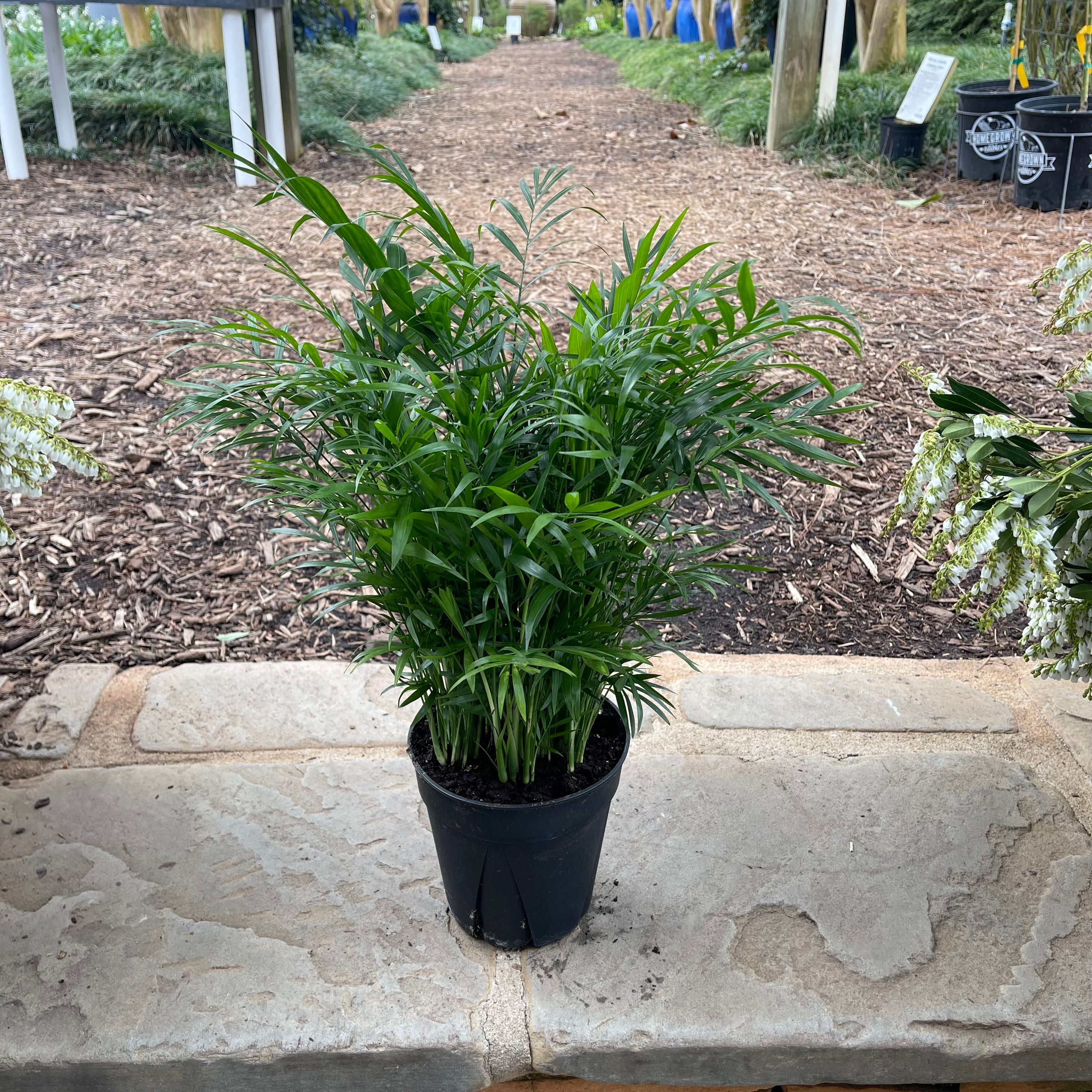 neanthe bella parlor palm Neanthe Bella Palm – Lichtenfelt's