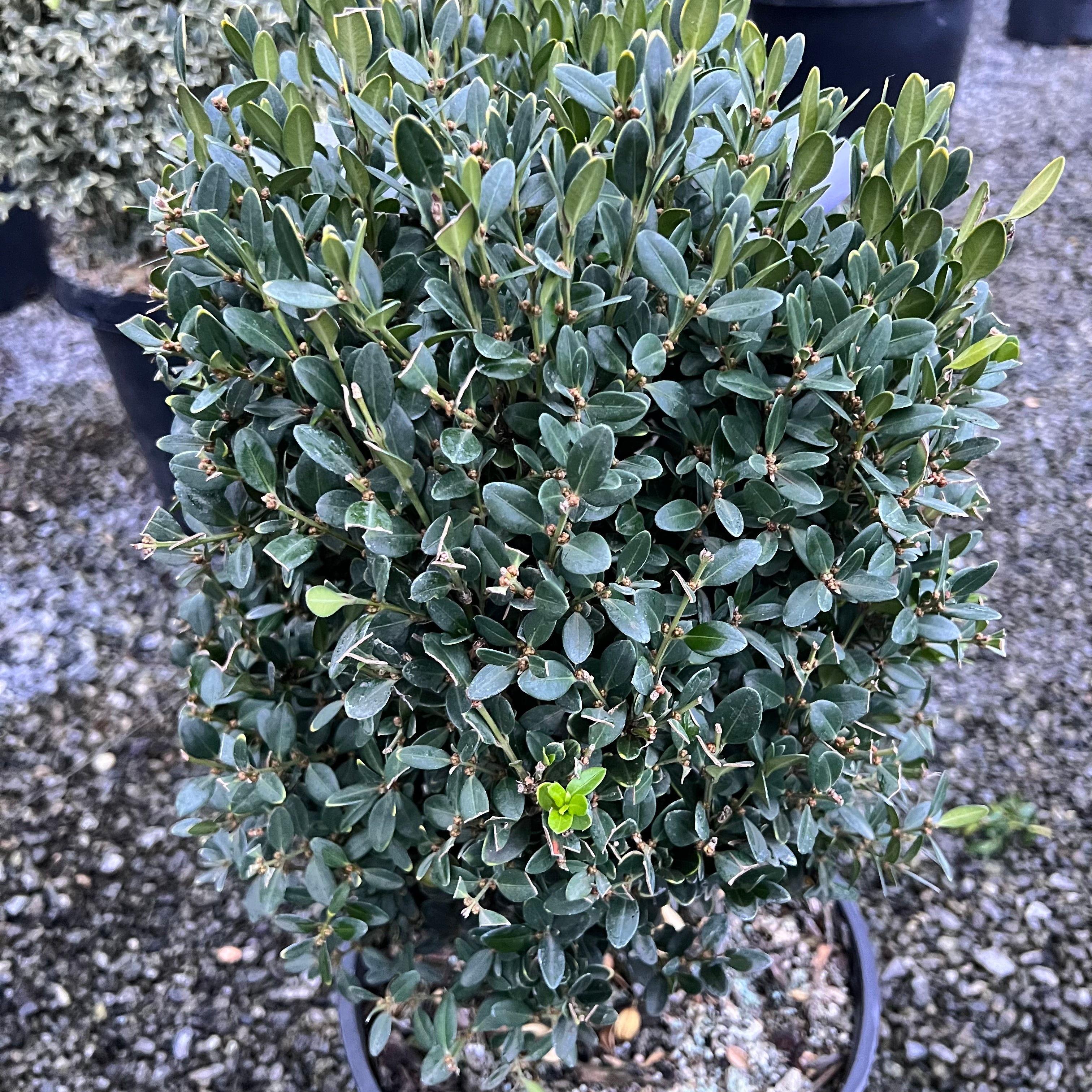Green Velvet Boxwood