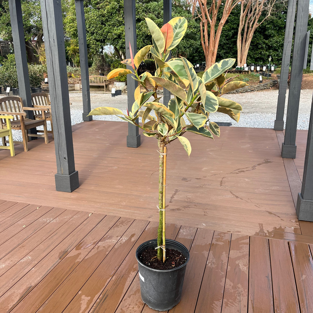Tineke Ficus (Tree Form)