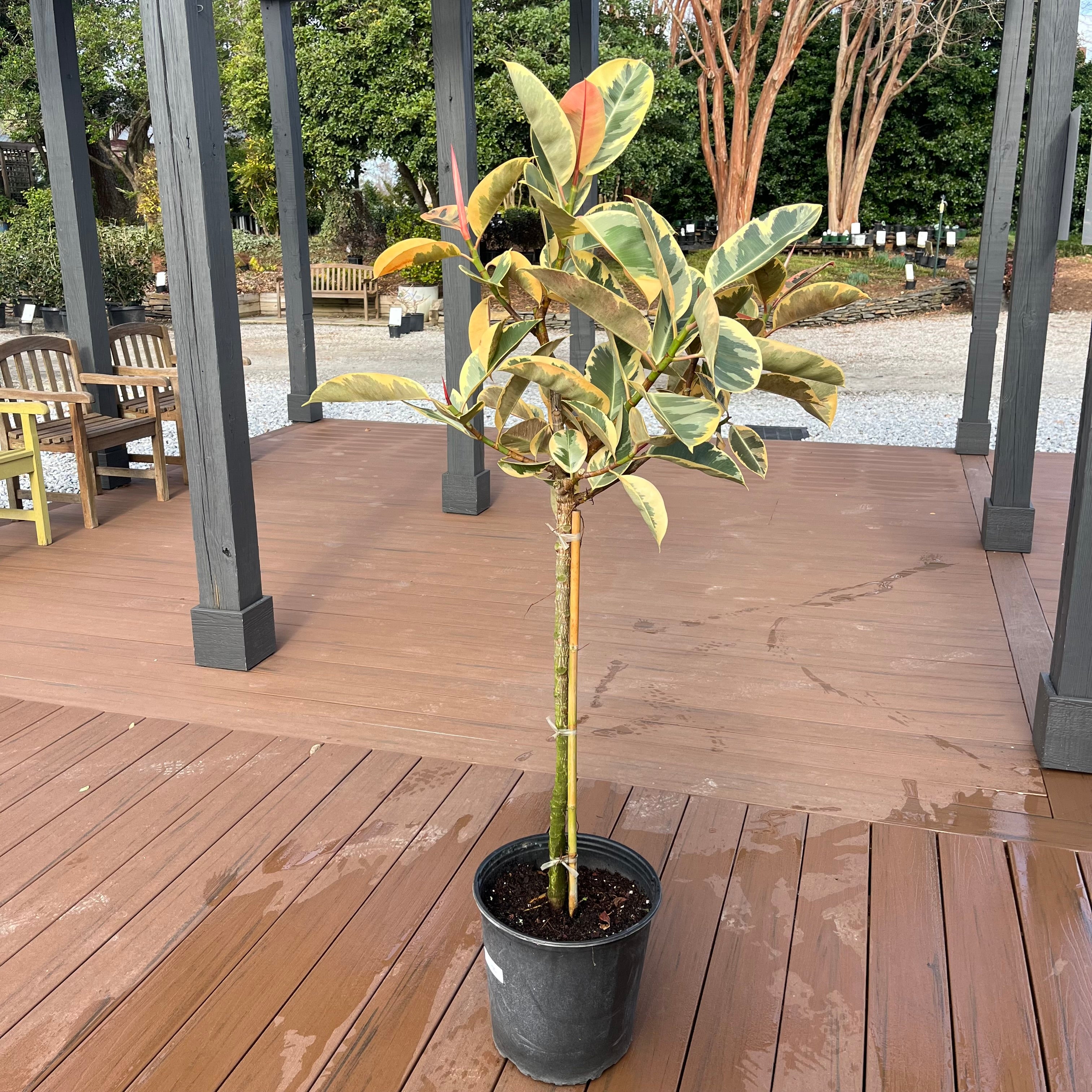 Tineke Ficus (Tree Form)