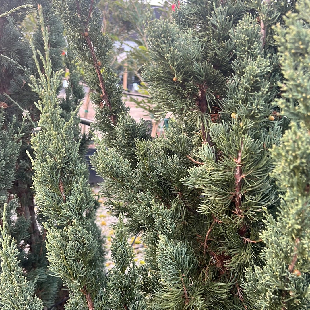 Trautman Juniper 15 Gal