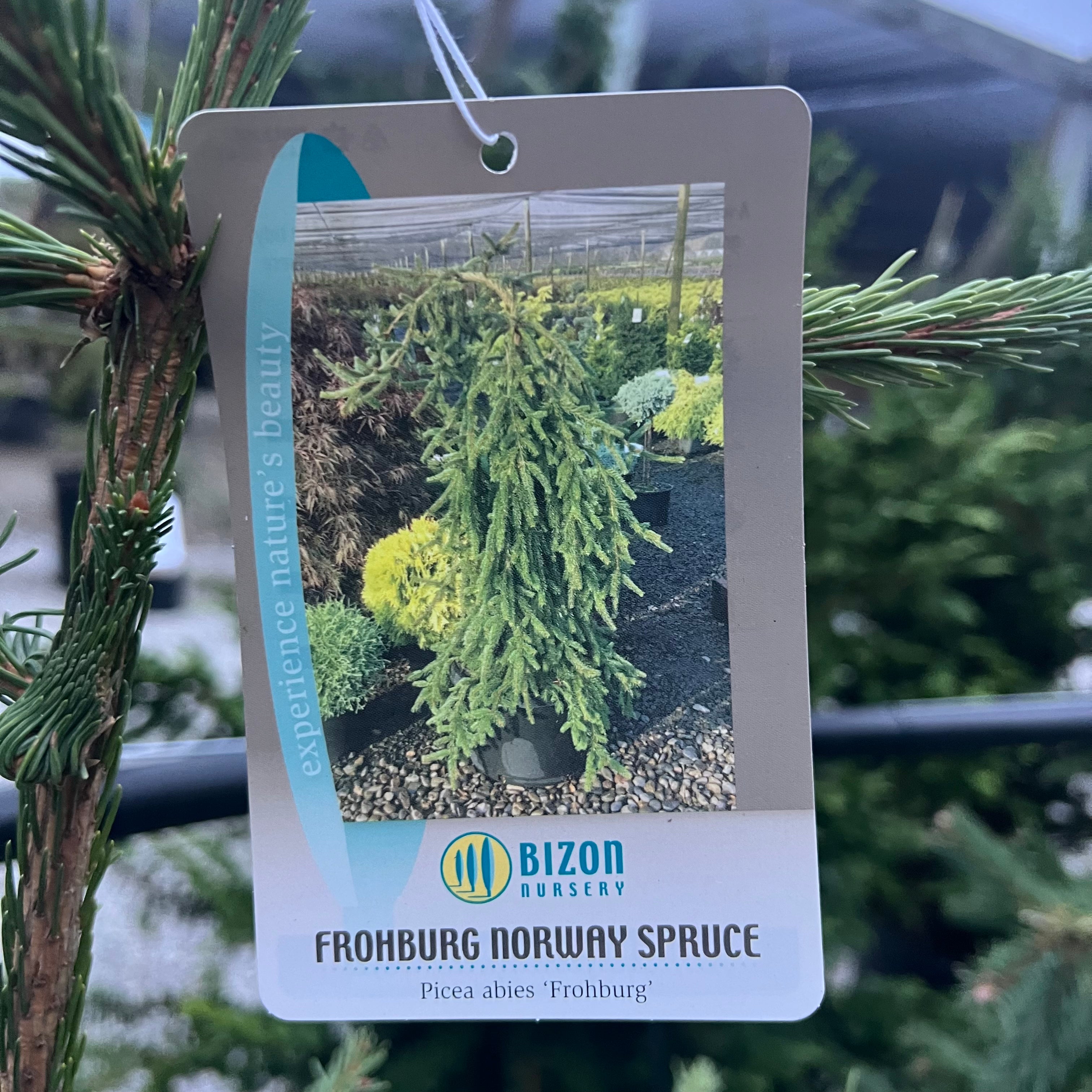 Frohburg Norway Spruce