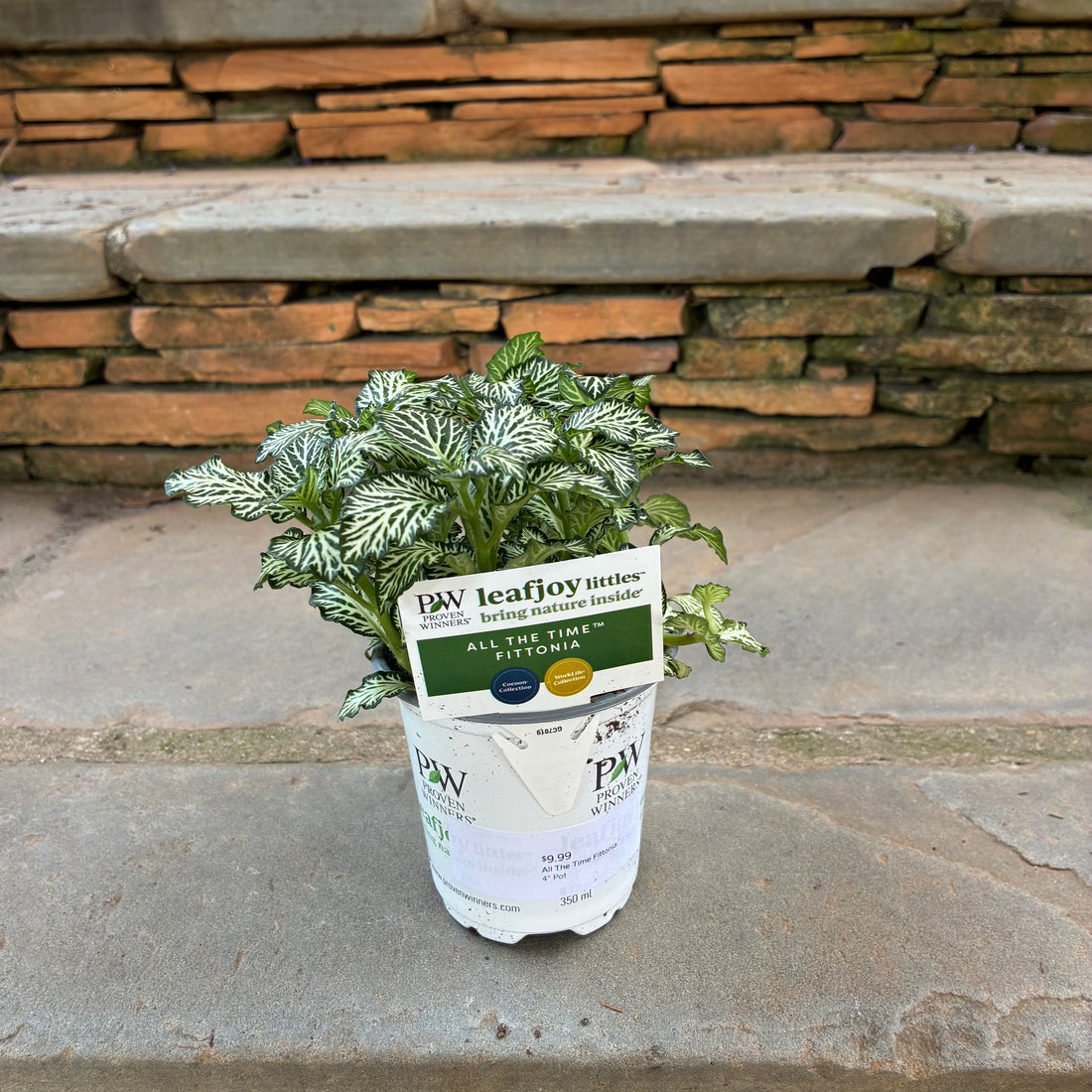 All The Time Fittonia