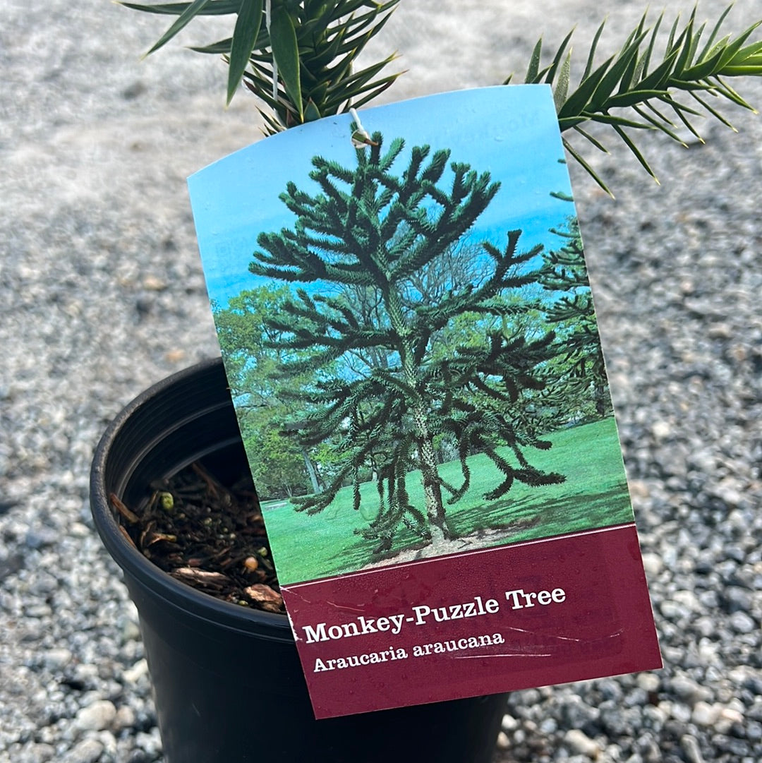 Monkey Puzzle Tree 1 Gal