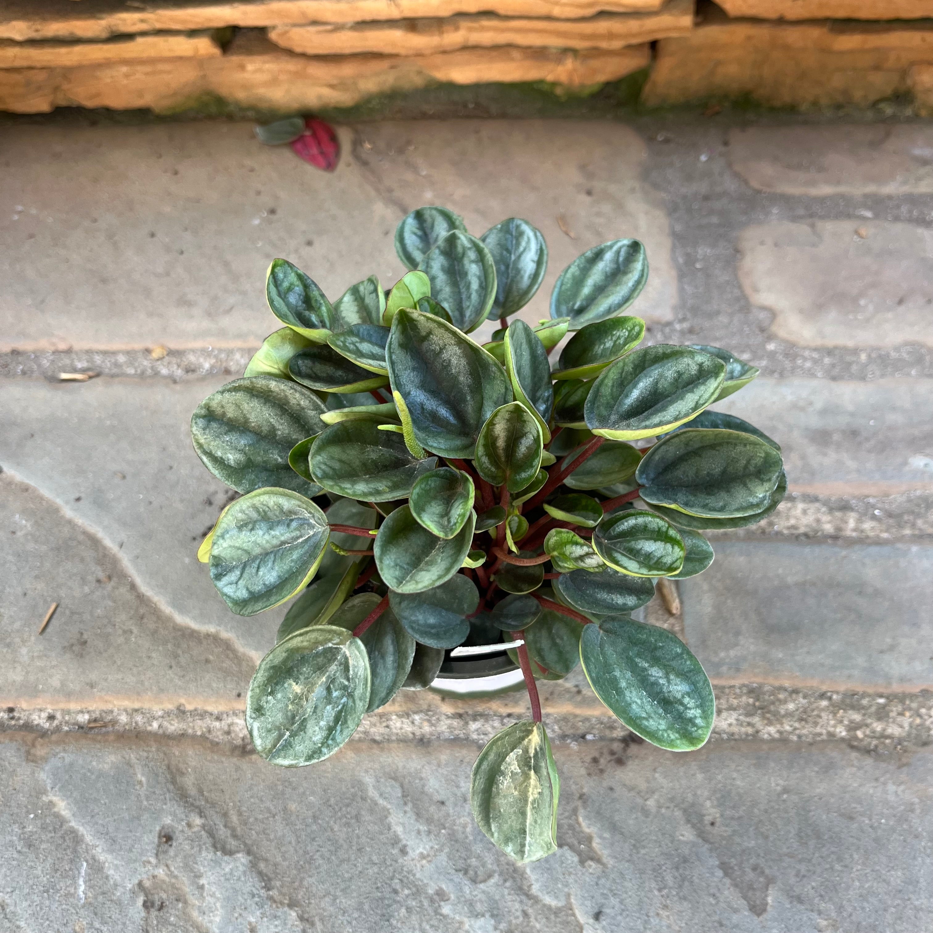 Royal Princess Peperomia