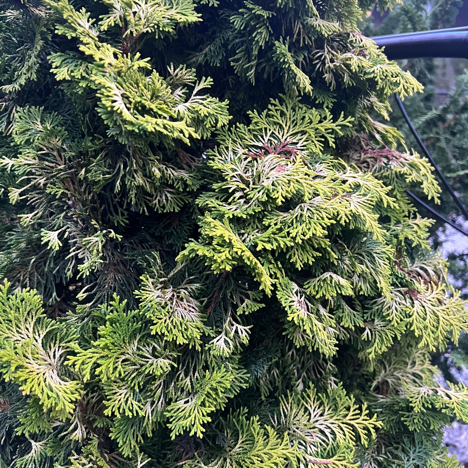 Aurea Nana Hinoki Cypress