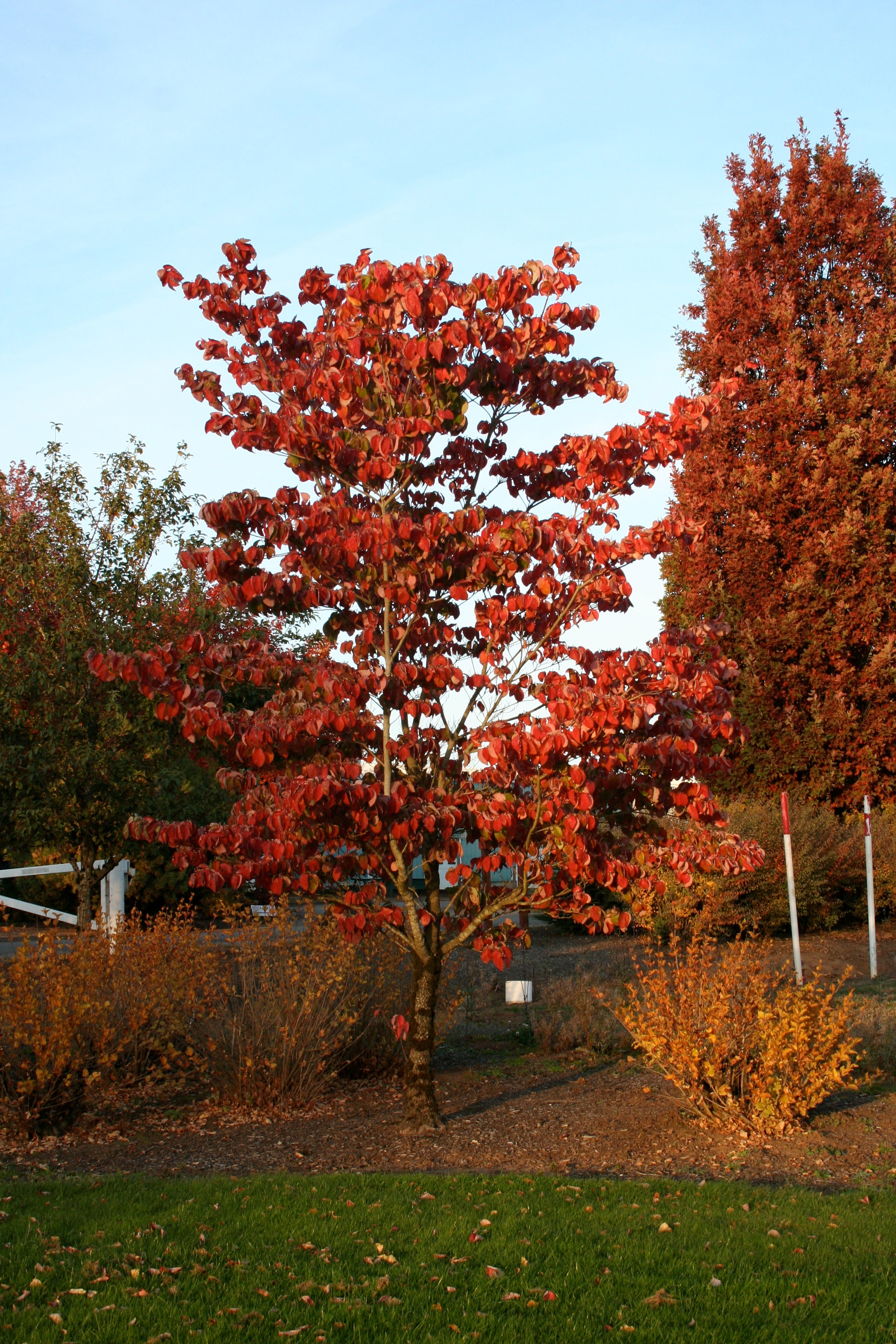 Cloud Nine Dogwood