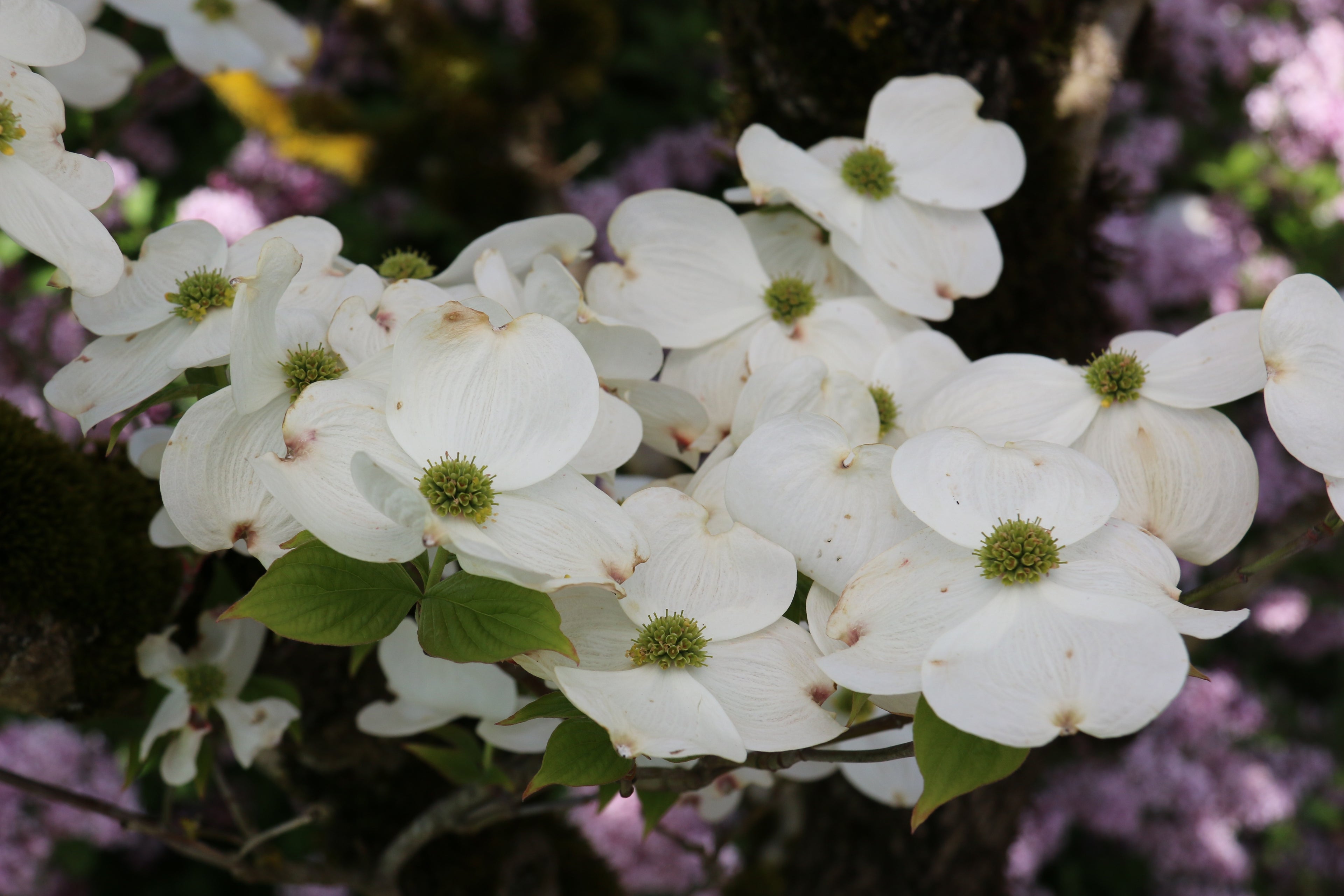 Cloud Nine Dogwood