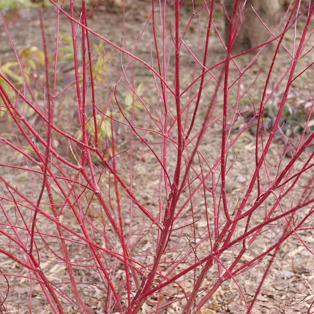 Sgt. Pepper Dogwood