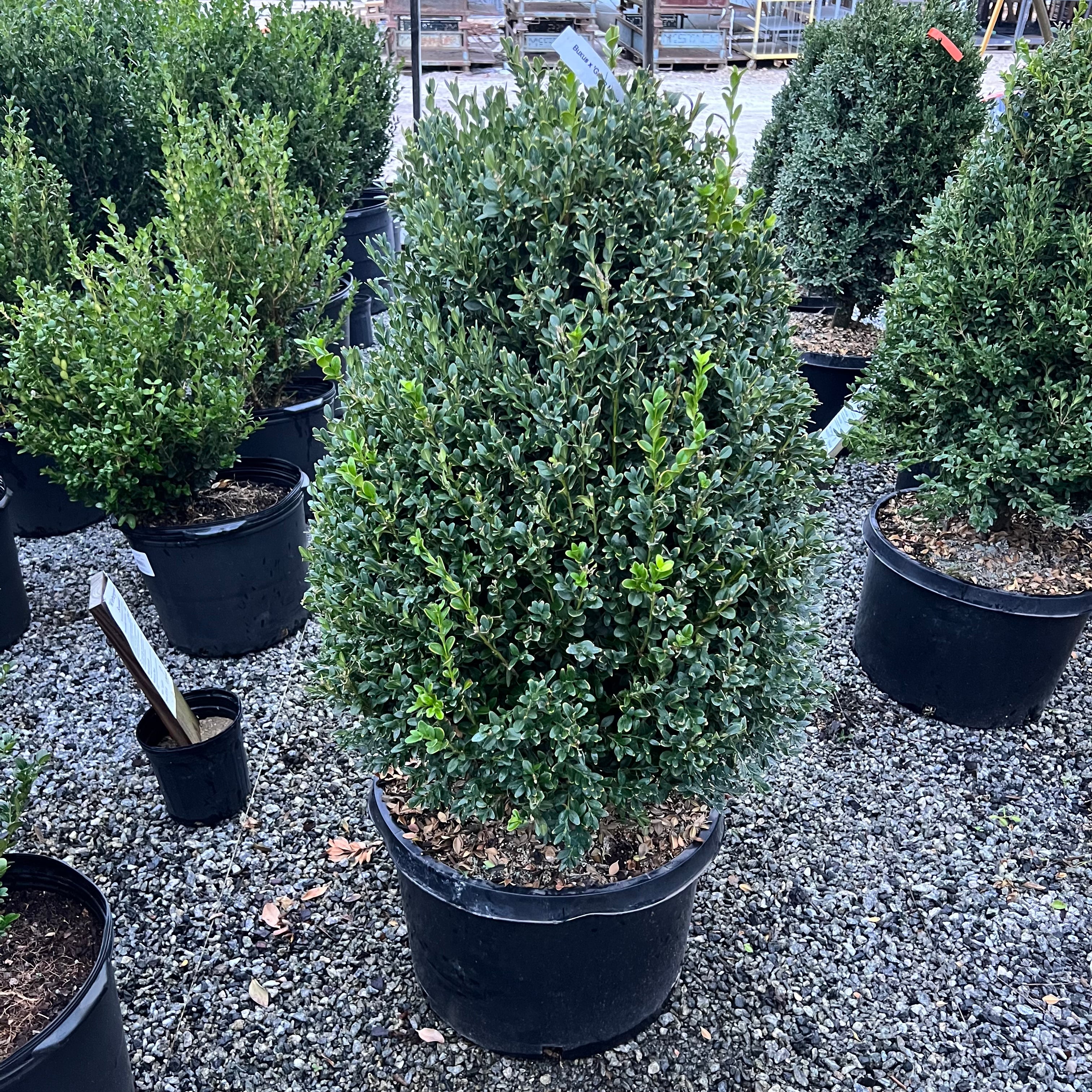 Green Velvet Boxwood