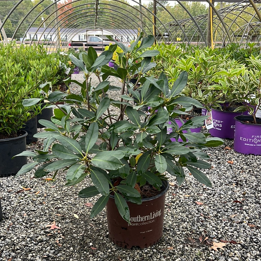 Miss Scarlet Florida Anise 3 Gal