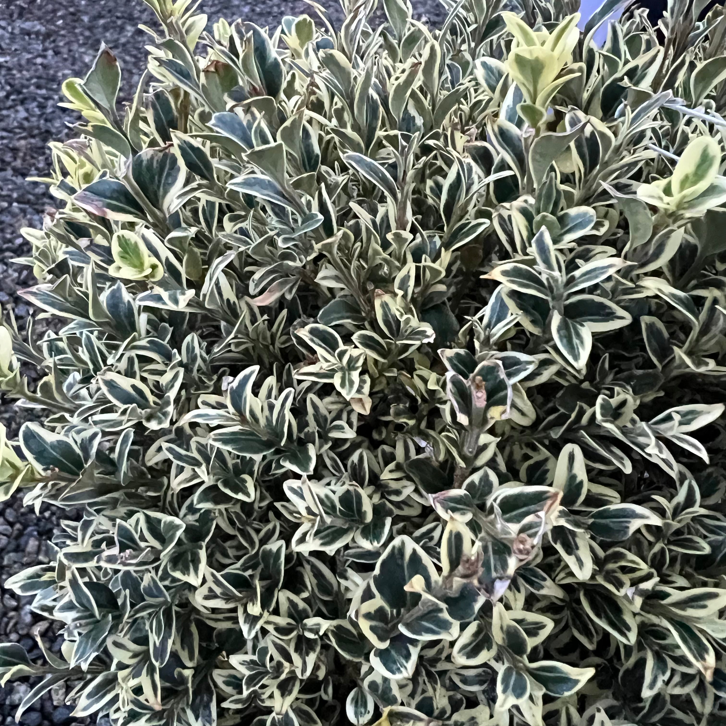 Variegated Boxwood