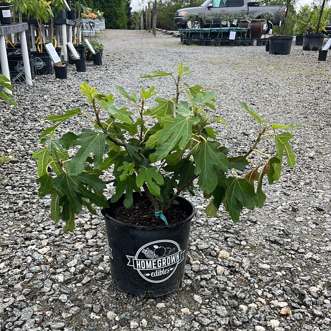 Little Miss Figgy Fig