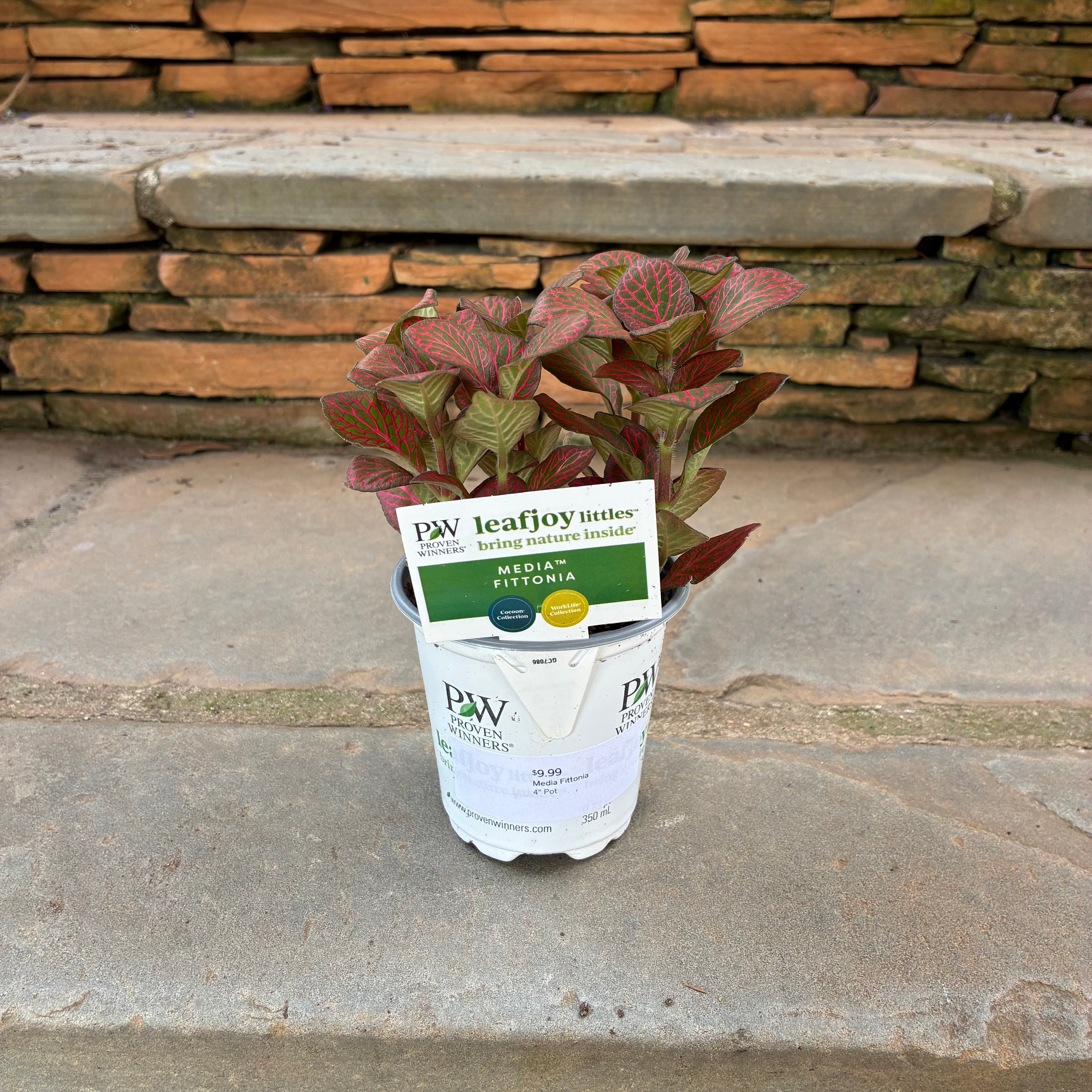 Media Fittonia