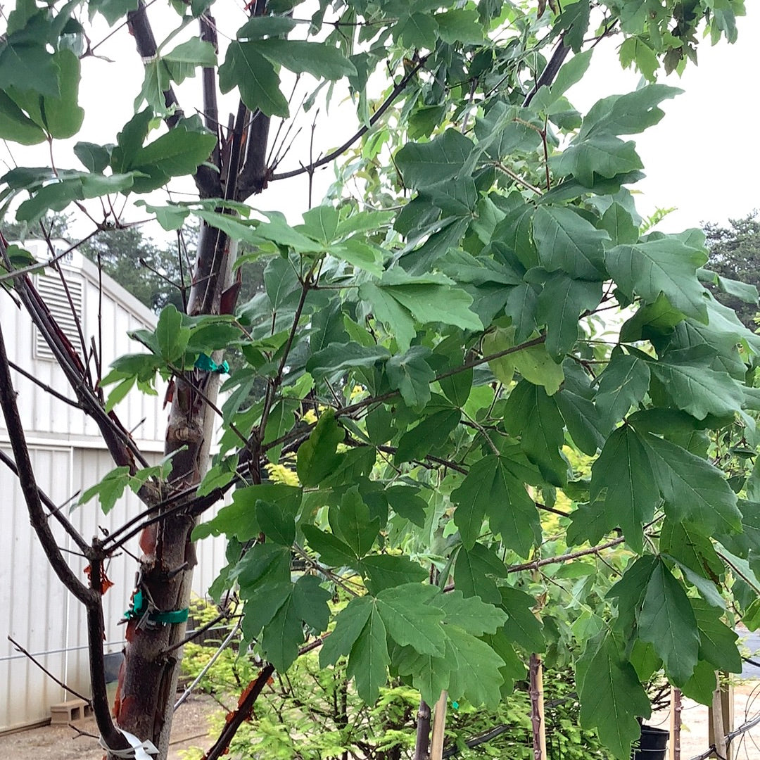 Paperbark Maple