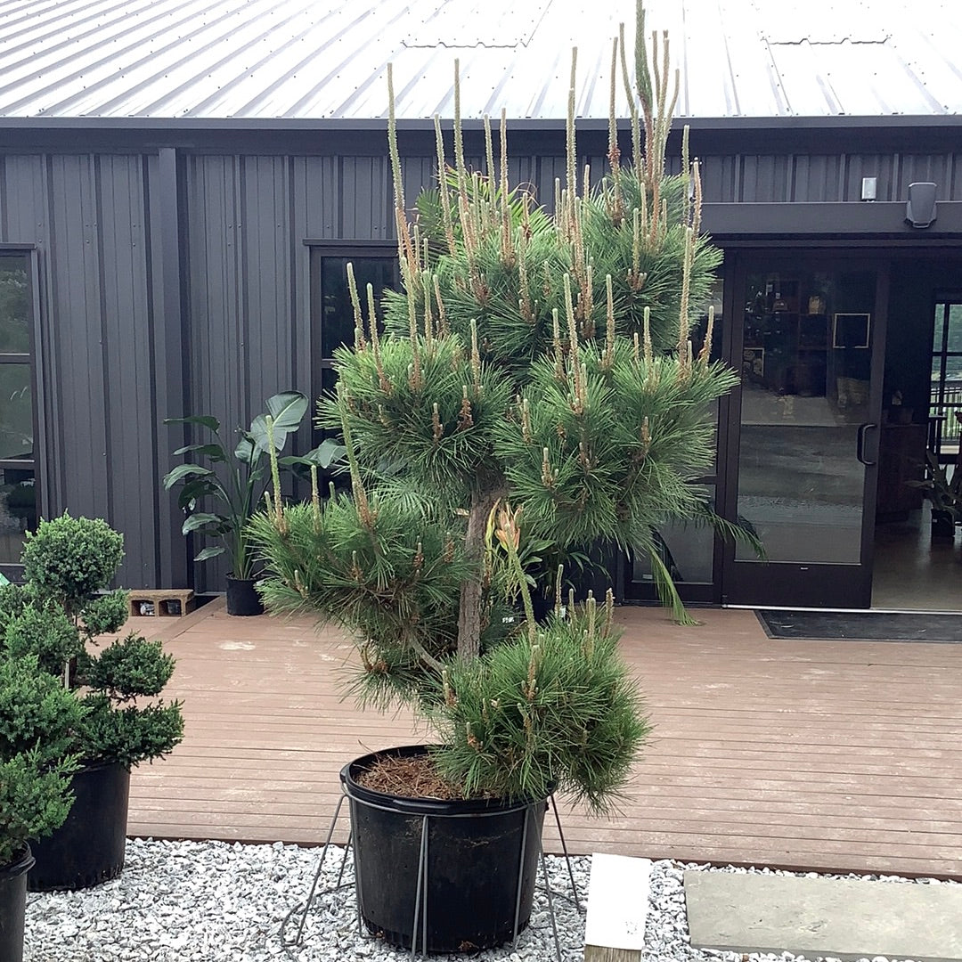 black pine bonsai tree for sale Japanese Black Pine – Lichtenfelt's