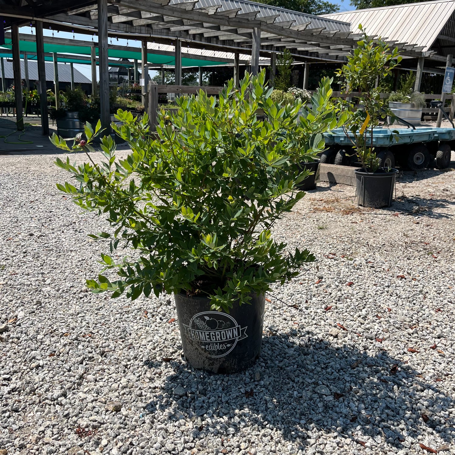 Sunshine Blue Blueberry