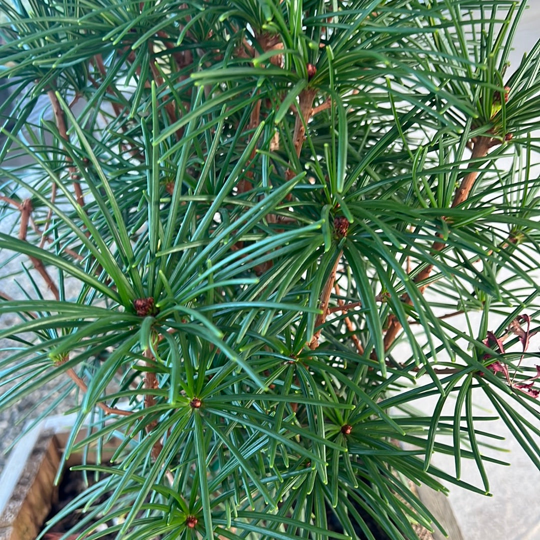 Japanese Umbrella Pine 12" Box