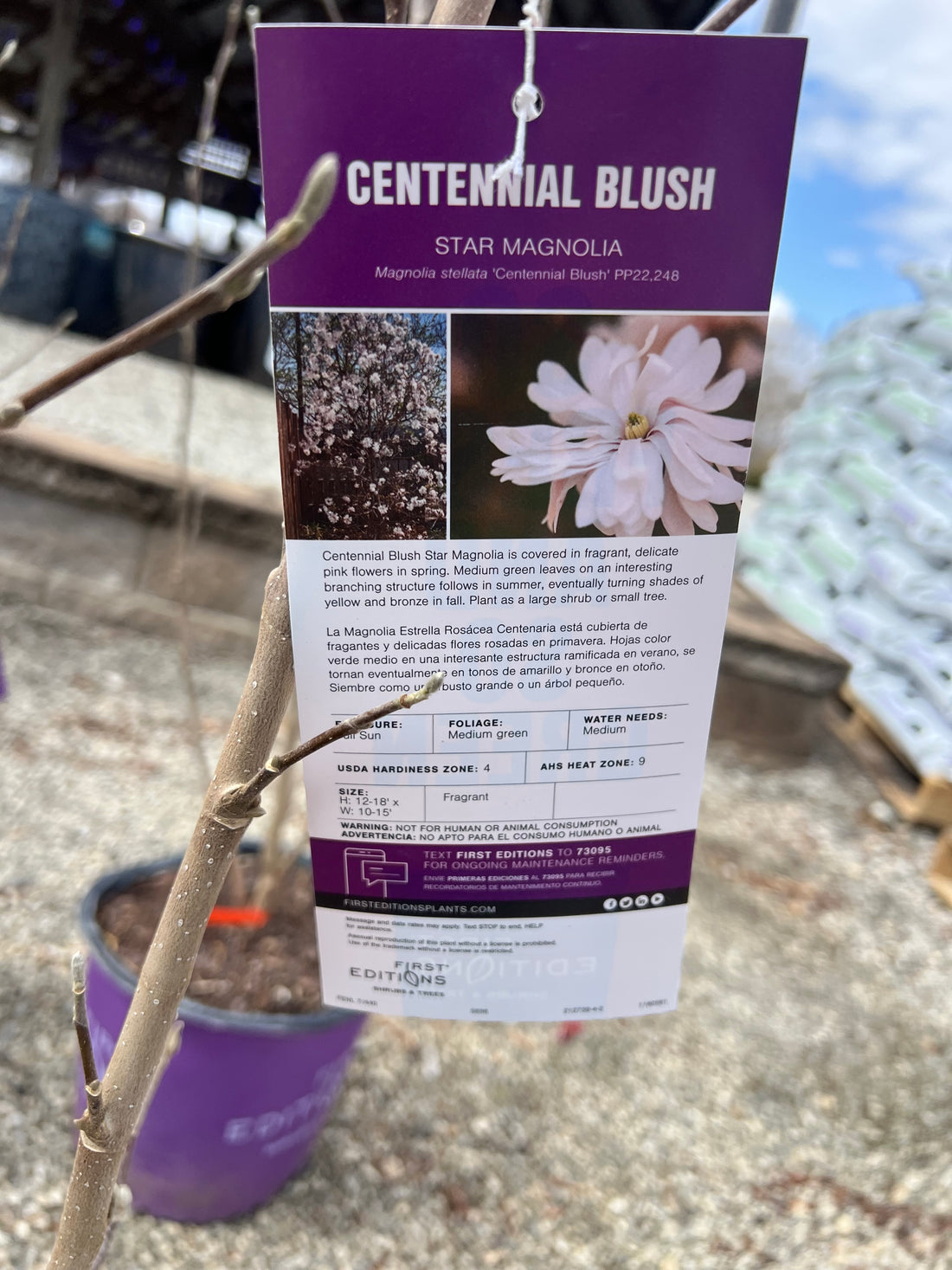 Centennial Blush Magnolia