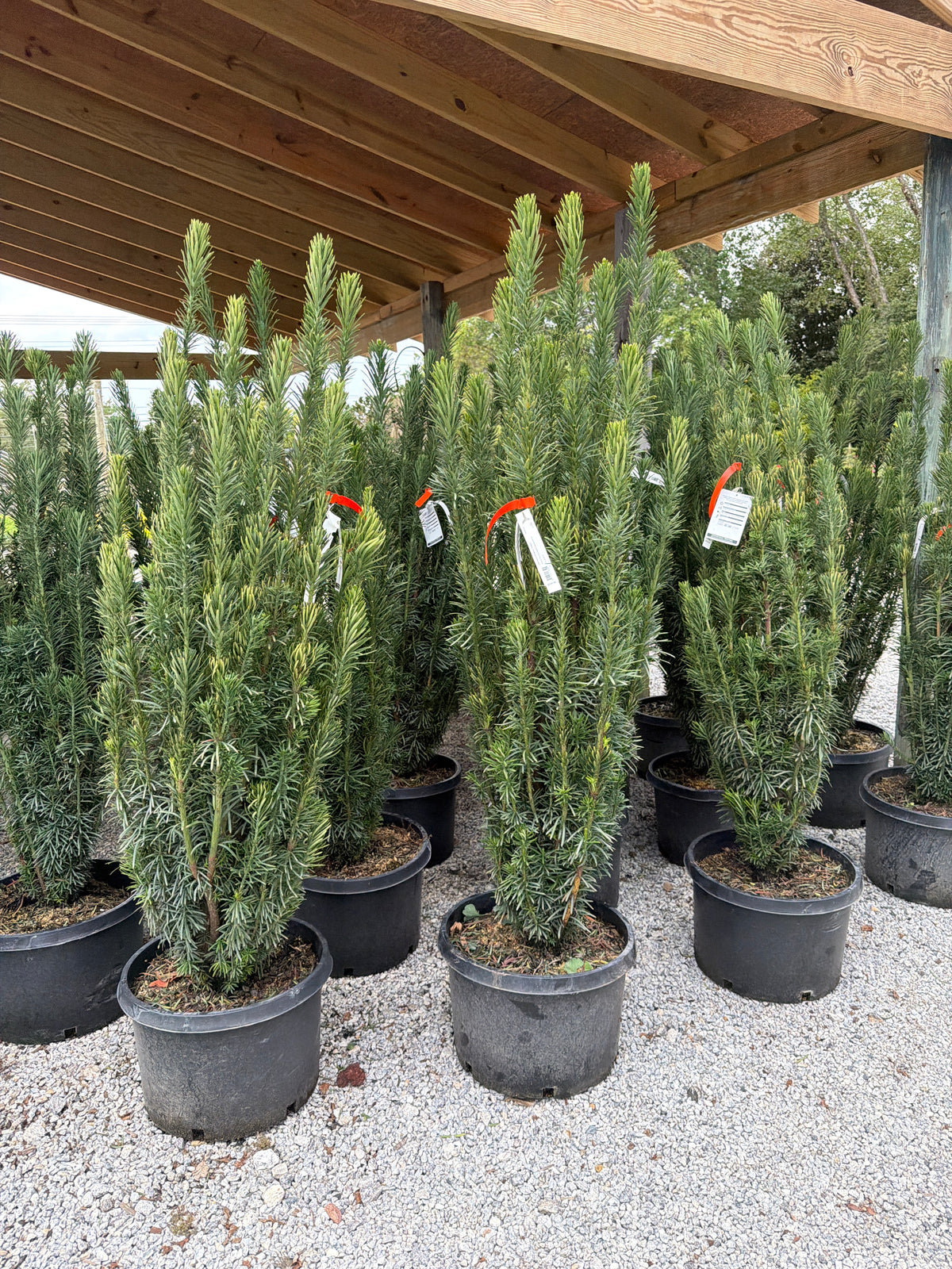 Southern Upright Yew