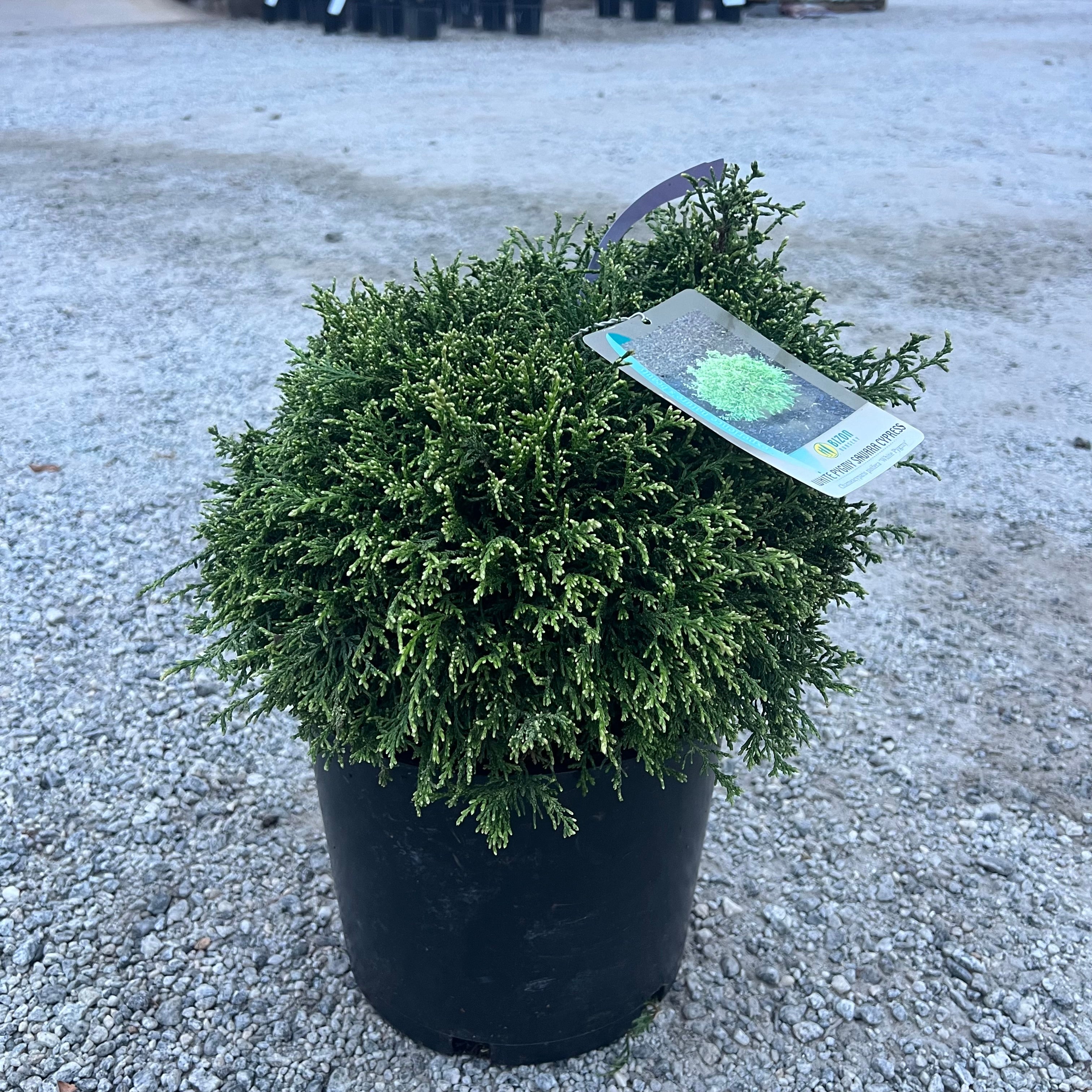 White Pygmy Cypress 3 Gal