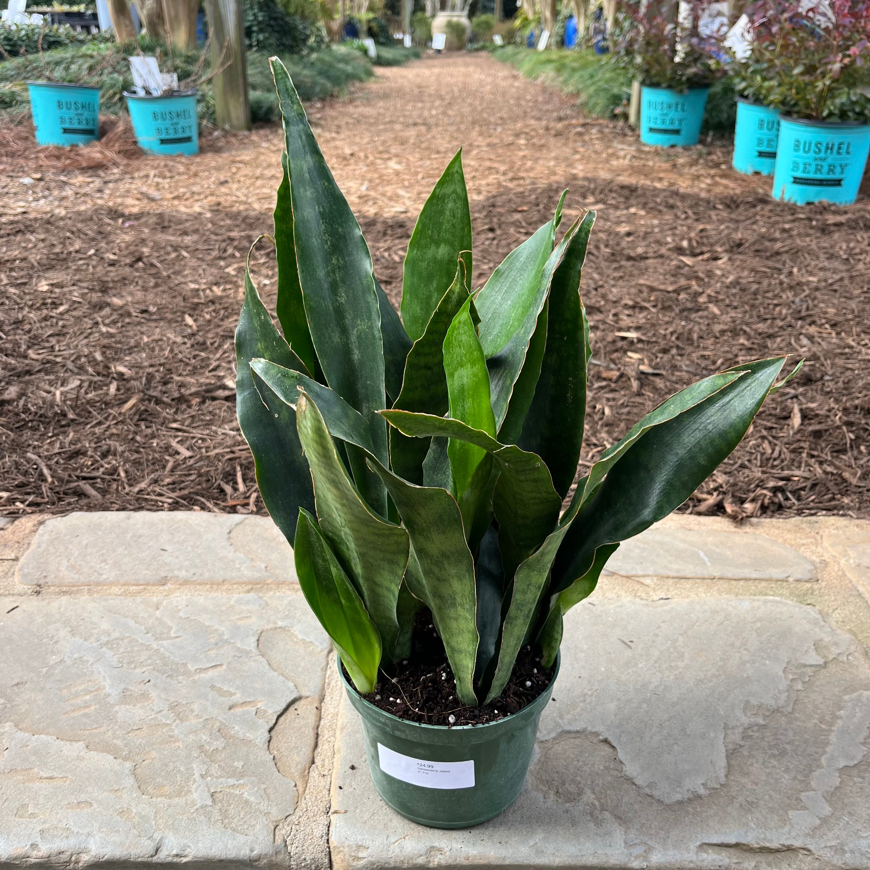 pot sansevieria Sansevieria Jaboa – Lichtenfelt's