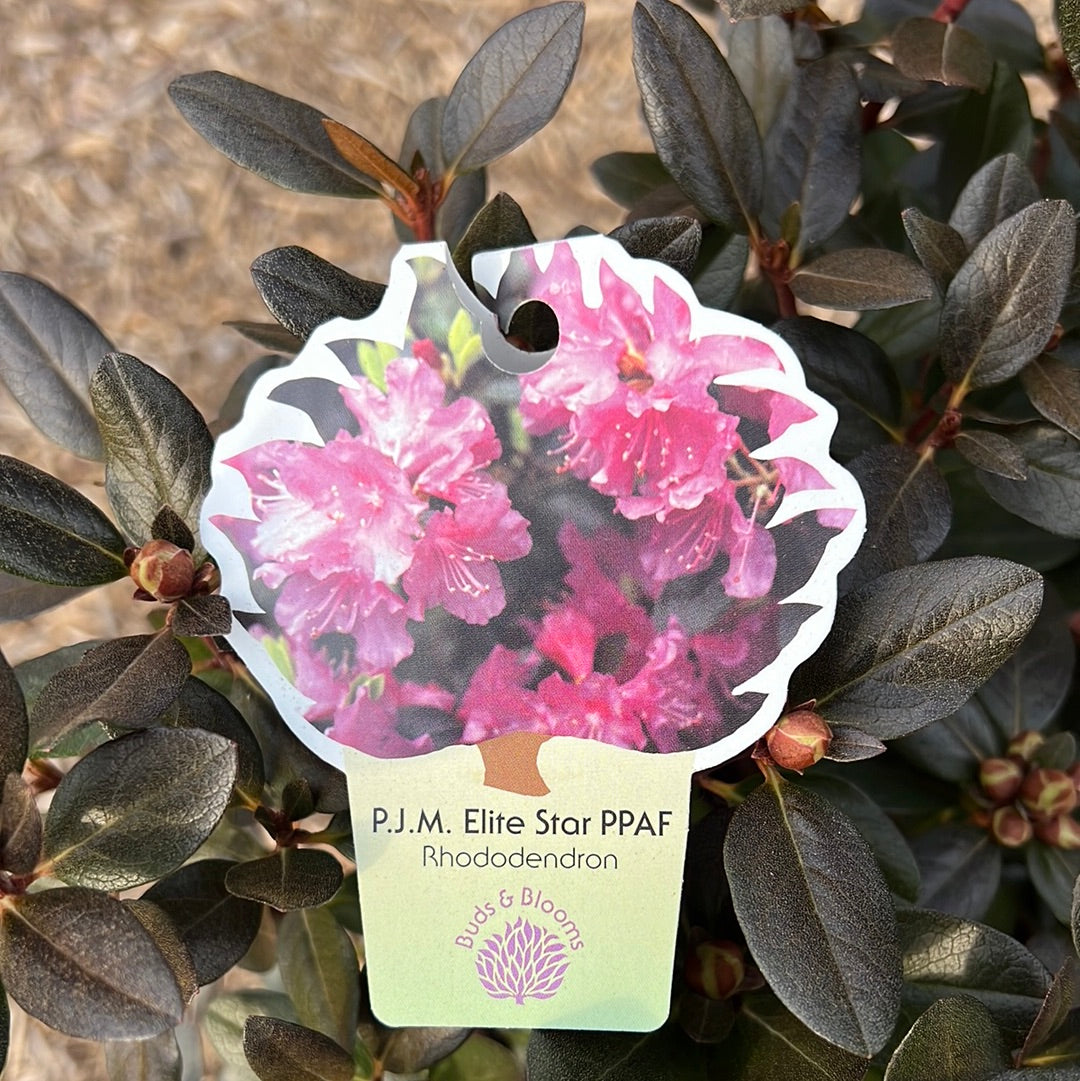 PJM Elite Star Rhododendron 3 Gal