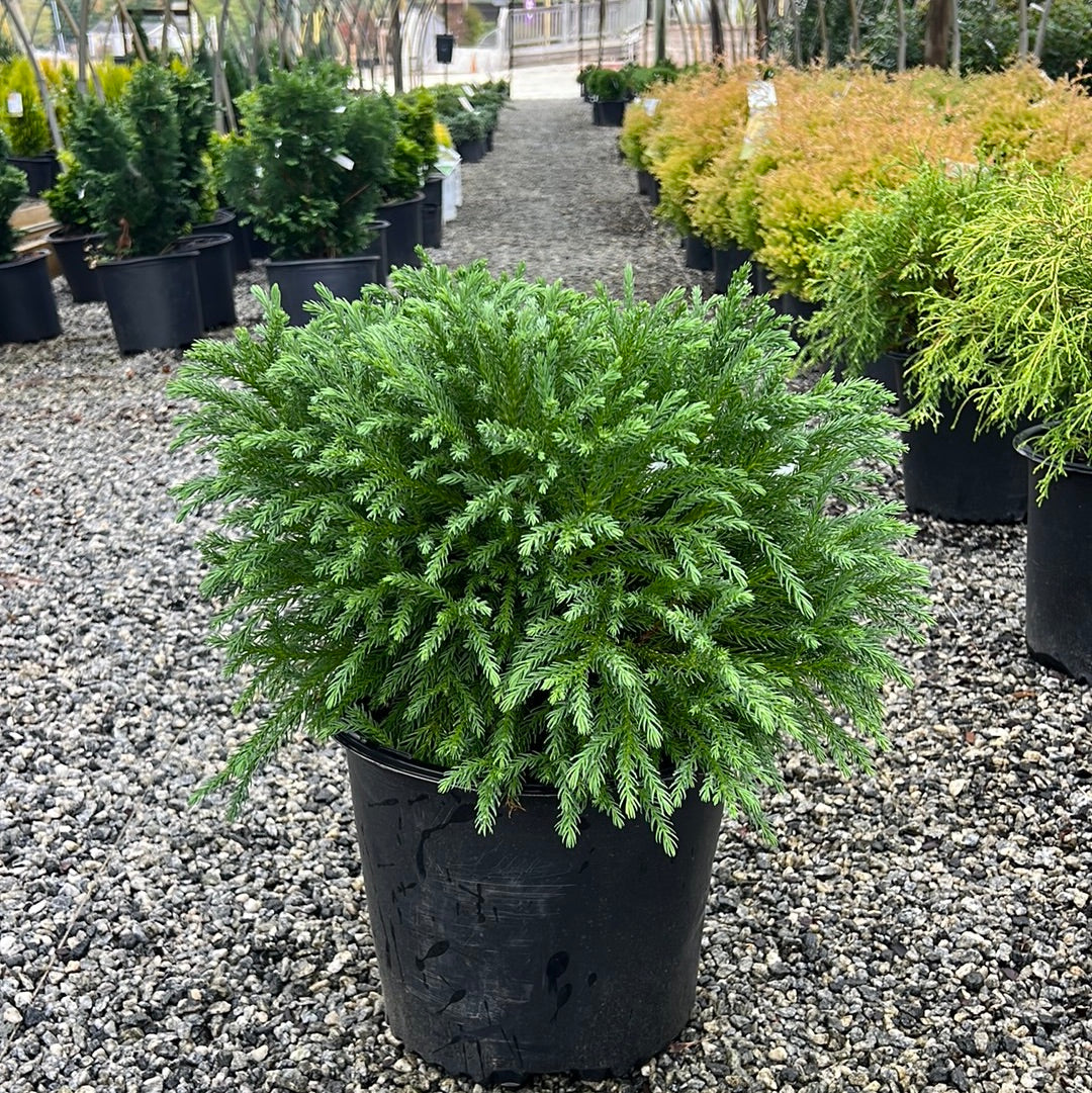 Globosa Nana Cryptomeria 3 Gal