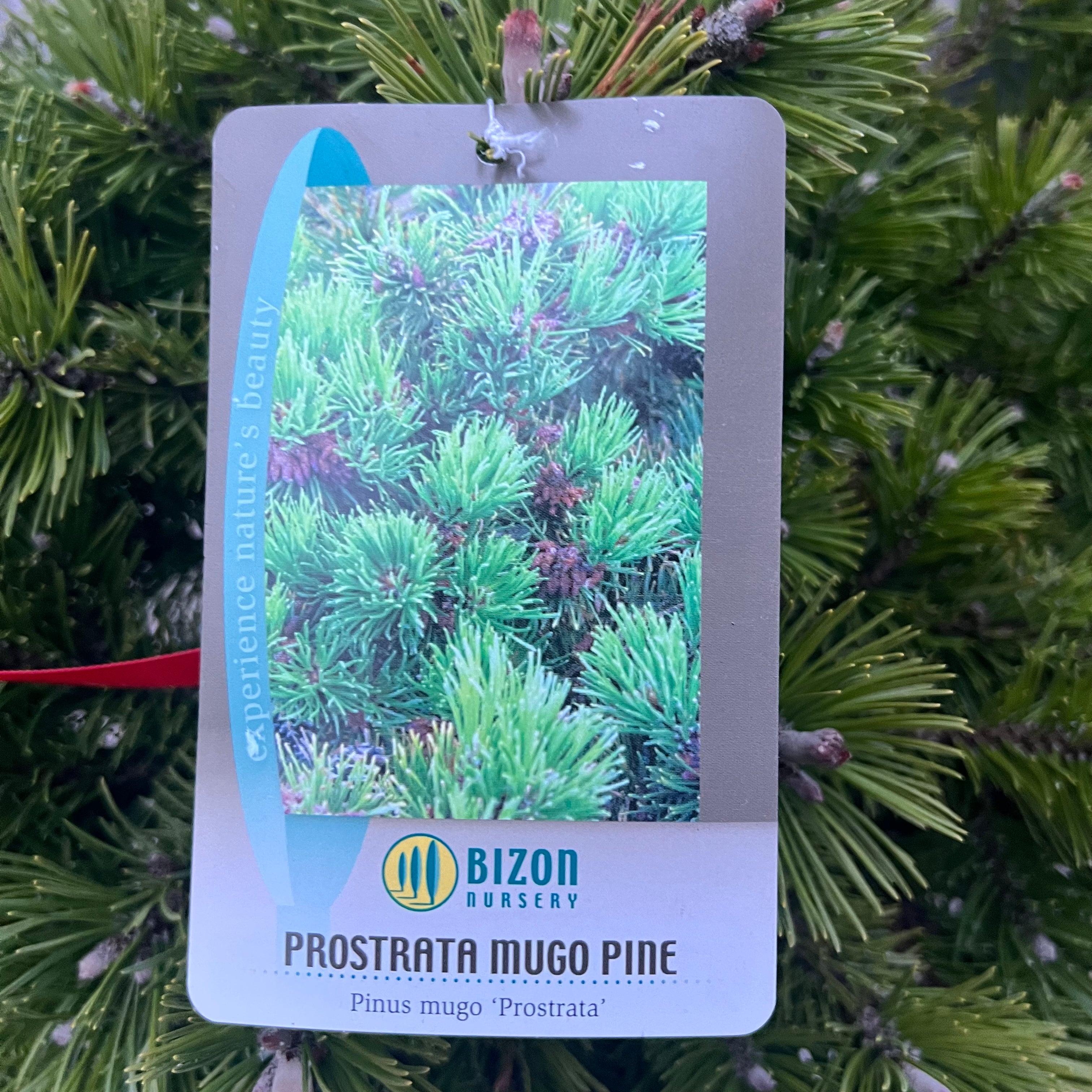 Prostrata Mugo Pine 6G/Patio